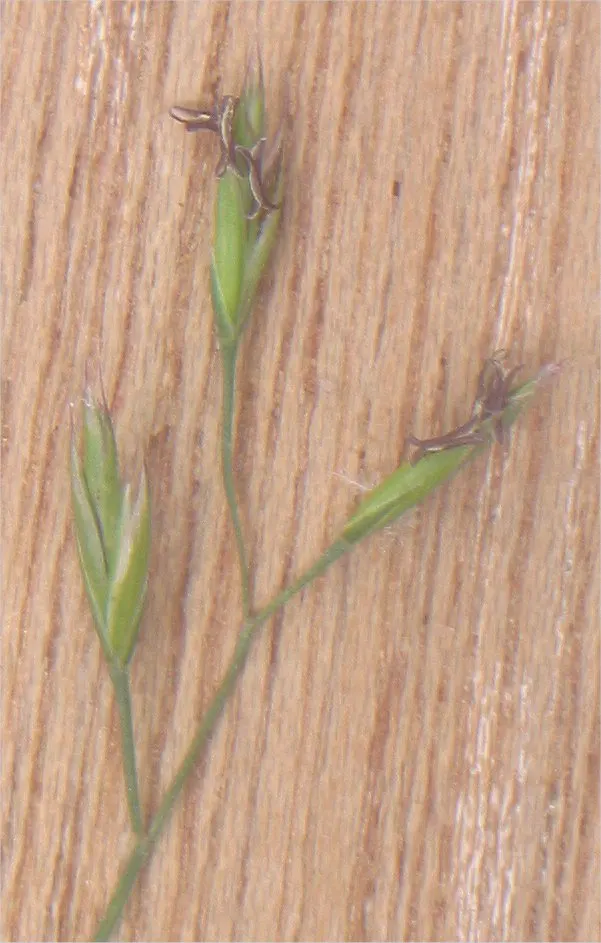 Creeping Red Fescue, Red Fescue (Festuca Rubra) — This grass prefers a height of 1.5 to 2.5 inches, with a clumping growth habit; ideal for temperate regions