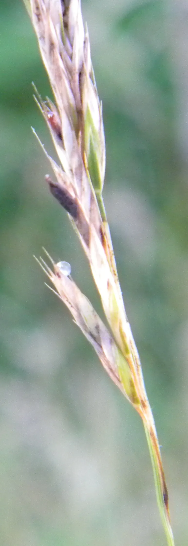 Creeping Red Fescue, Red Fescue (Festuca Rubra) — showcasing its resilience in colder climates