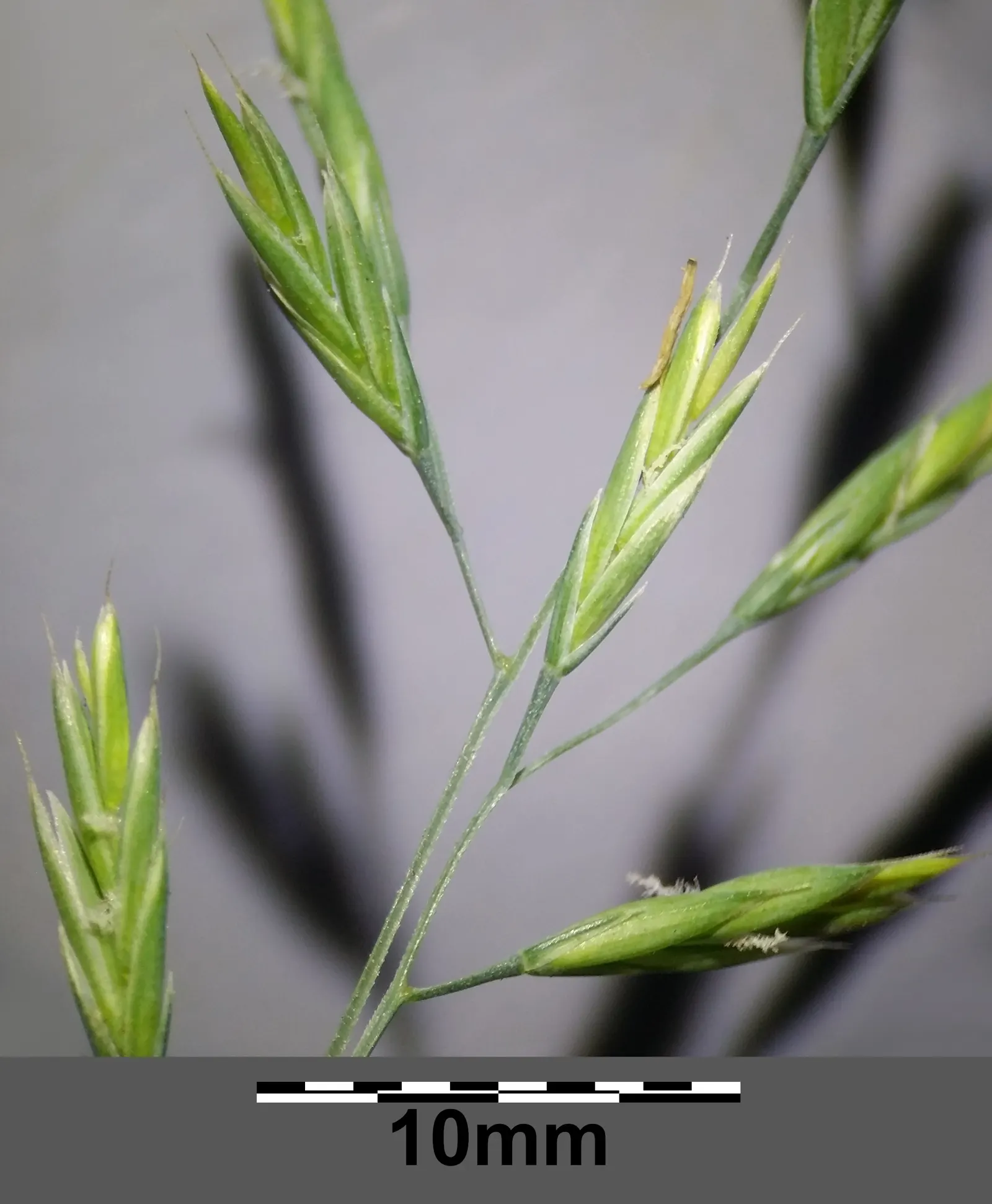 Creeping Red Fescue, Red Fescue (Festuca Rubra) — typically around 0.1 inches wide; highly esteemed for its fine texture and deep green color