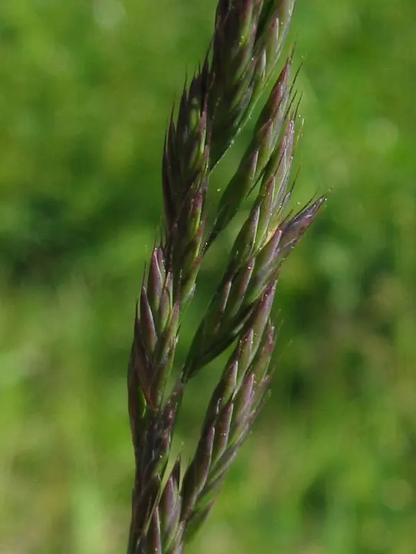 Creeping Red Fescue, Red Fescue (Festuca Rubra) — which enable it to spread moderately and form a dense; its rich green color and hardiness suit ornamental
