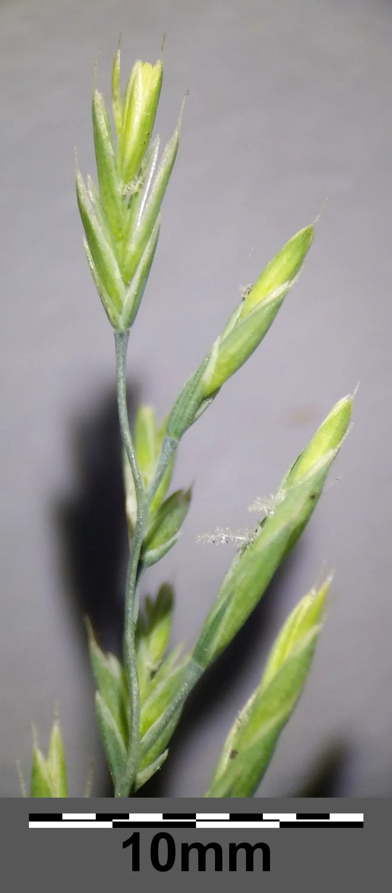 Creeping Red Fescue, Red Fescue (Festuca Rubra) — although it flourishes best in well-drained soils; valued for its shade tolerance and low, image 55