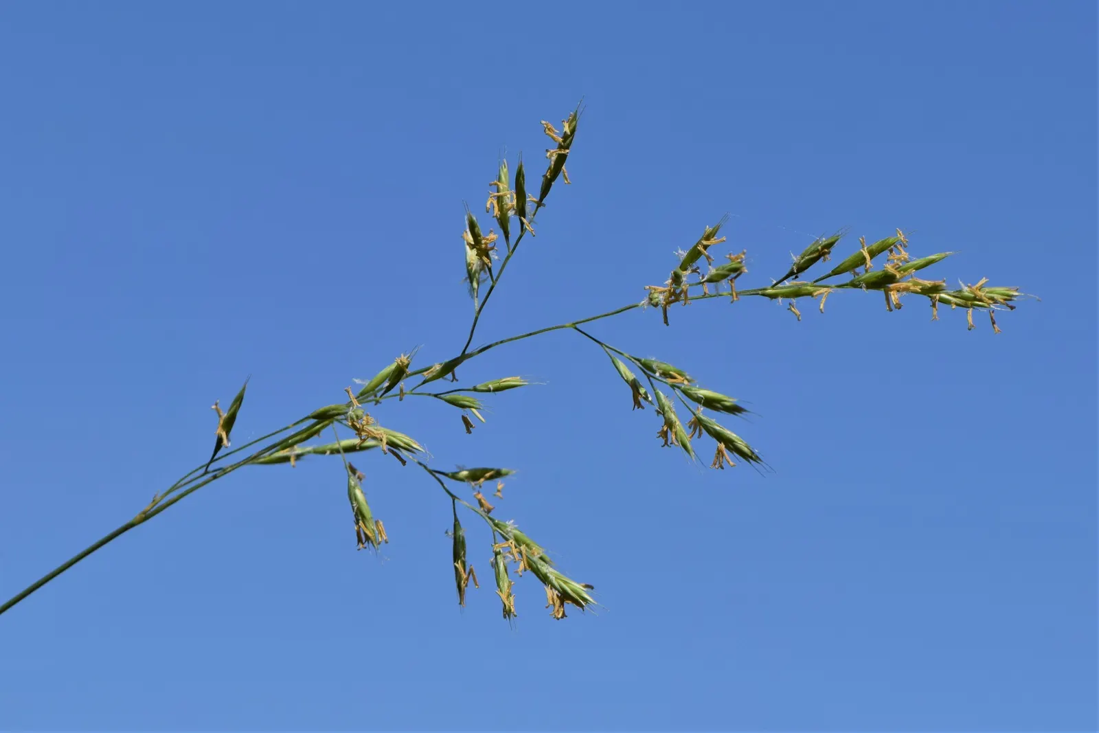 Creeping Red Fescue, Red Fescue (Festuca Rubra) — grass / ground cover for full or half or shade; festuca rubra has a remarkable ability to adapt to a wide