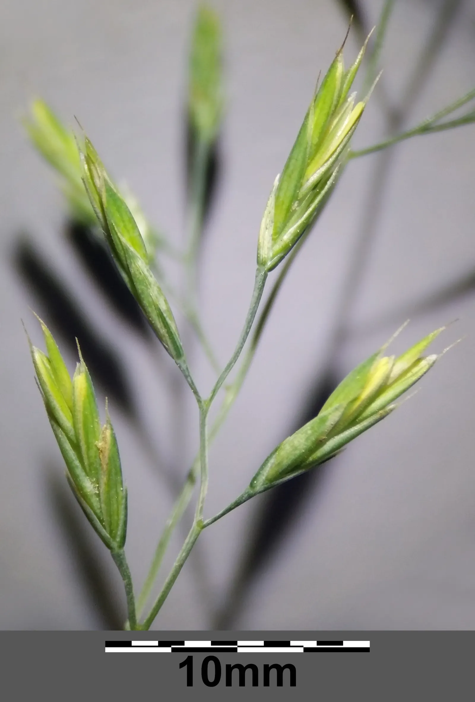 Creeping Red Fescue, Red Fescue (Festuca Rubra) — Creeping Red Fescue (Festuca rubra) is a fine-textured
