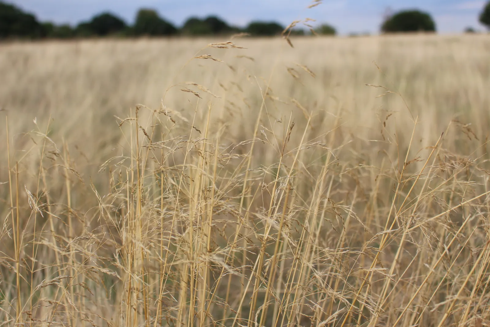 Creeping Red Fescue, Red Fescue (Festuca Rubra) — Ideal for temperate regions, it tolerates light foot traffic and partial sunlight; creeping Red, image 44