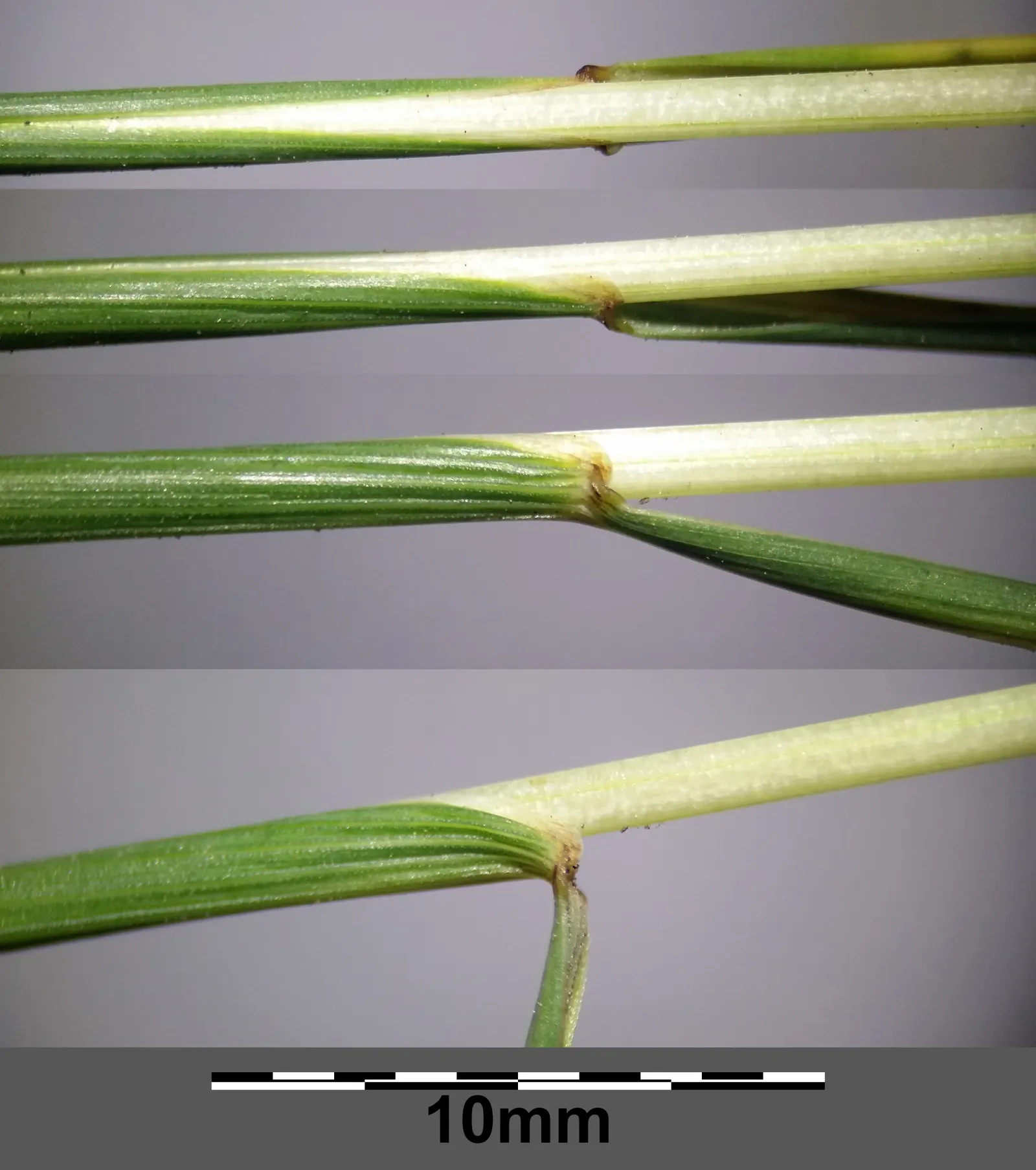 Creeping Red Fescue, Red Fescue (Festuca Rubra) — Creeping Red Fescue (Festuca rubra) is a fine-textured; this grass prefers a height of 1.5 to 2.5 inches