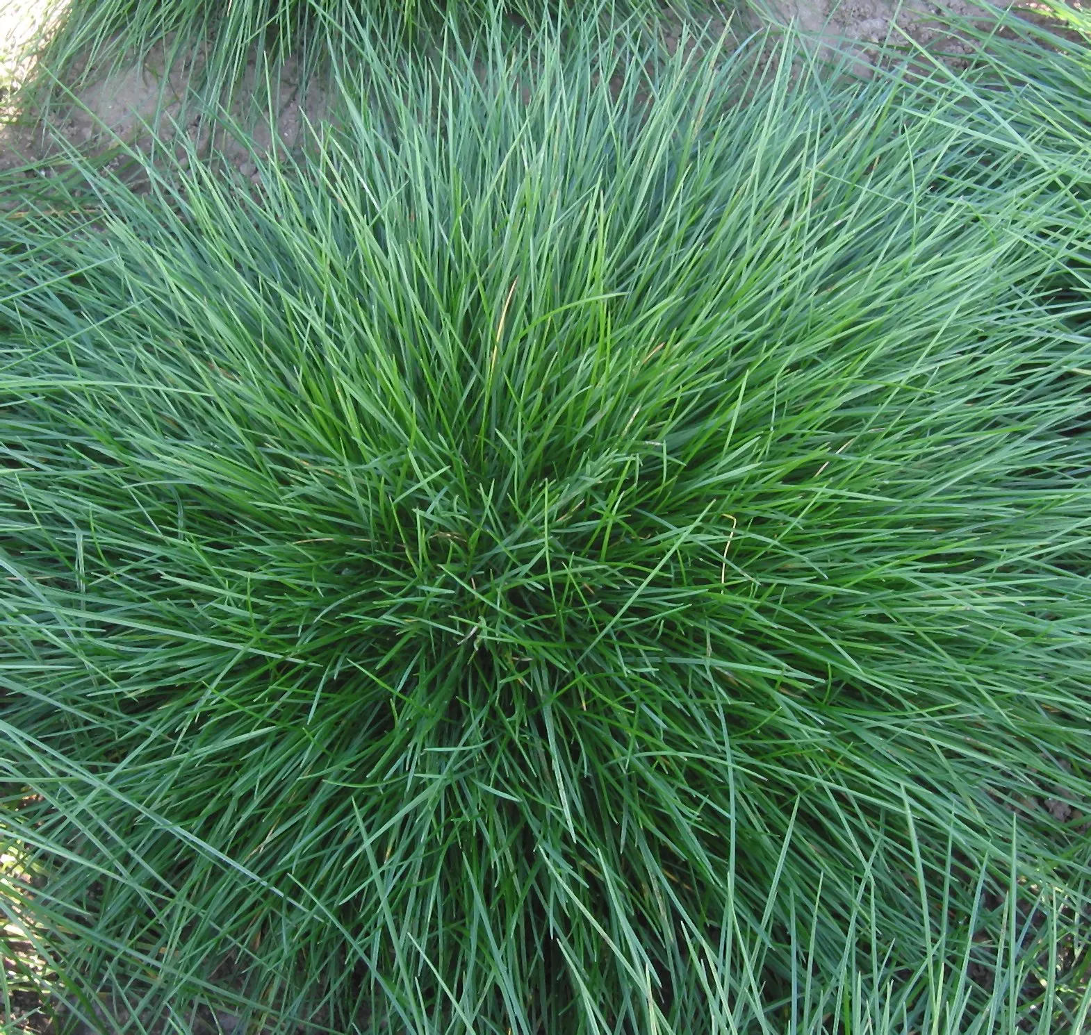 Creeping Red Fescue, Red Fescue (Festuca Rubra) — grass / ground cover for full or half or shade