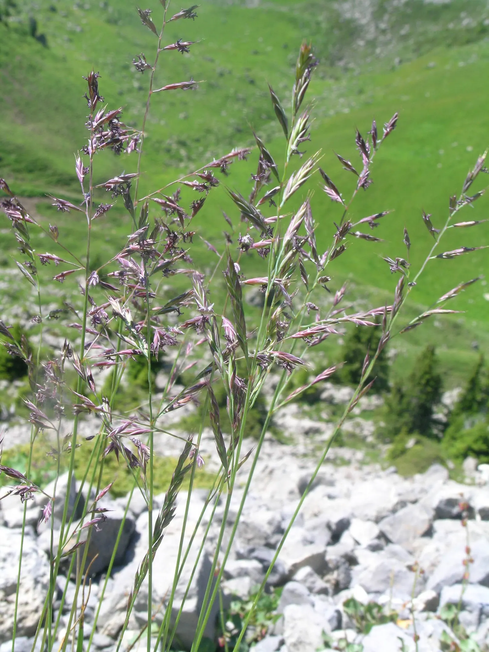 Creeping Red Fescue, Red Fescue (Festuca Rubra) — Festuca rubra has a remarkable ability to adapt to a wide range of soil types; showcasing its resilience in