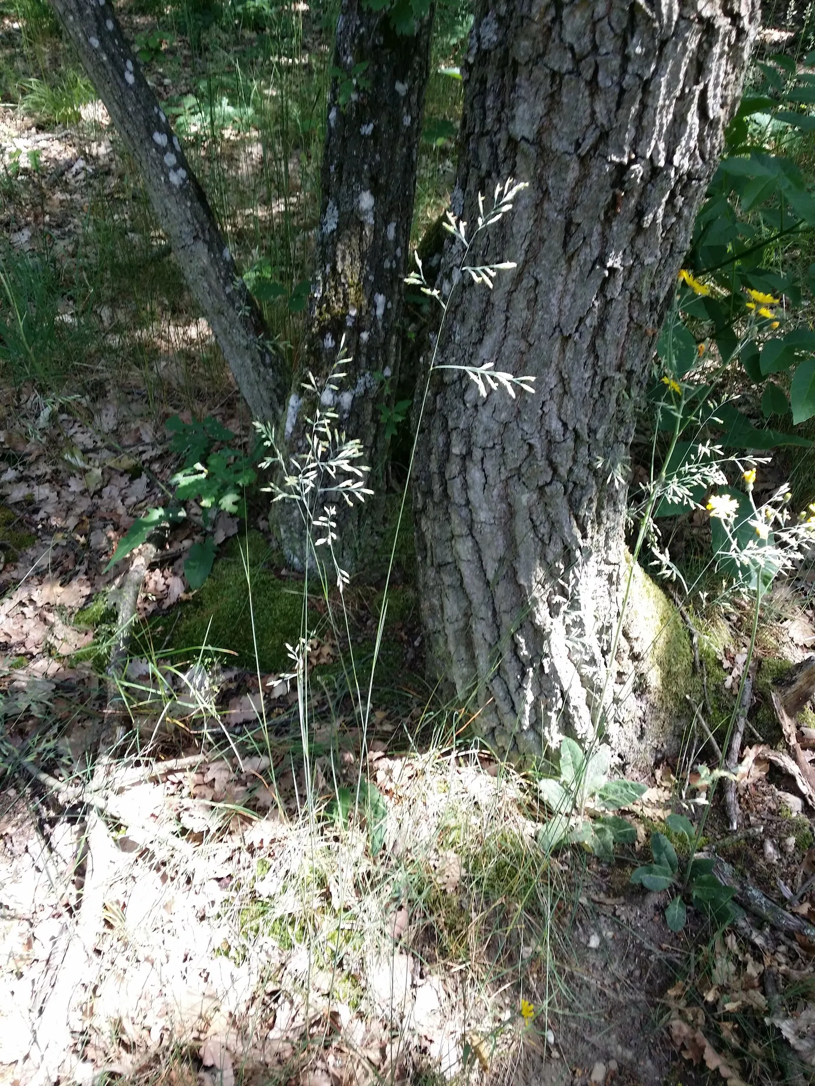 Creeping Red Fescue, Red Fescue (Festuca Rubra) — scientifically known as Festuca rubra