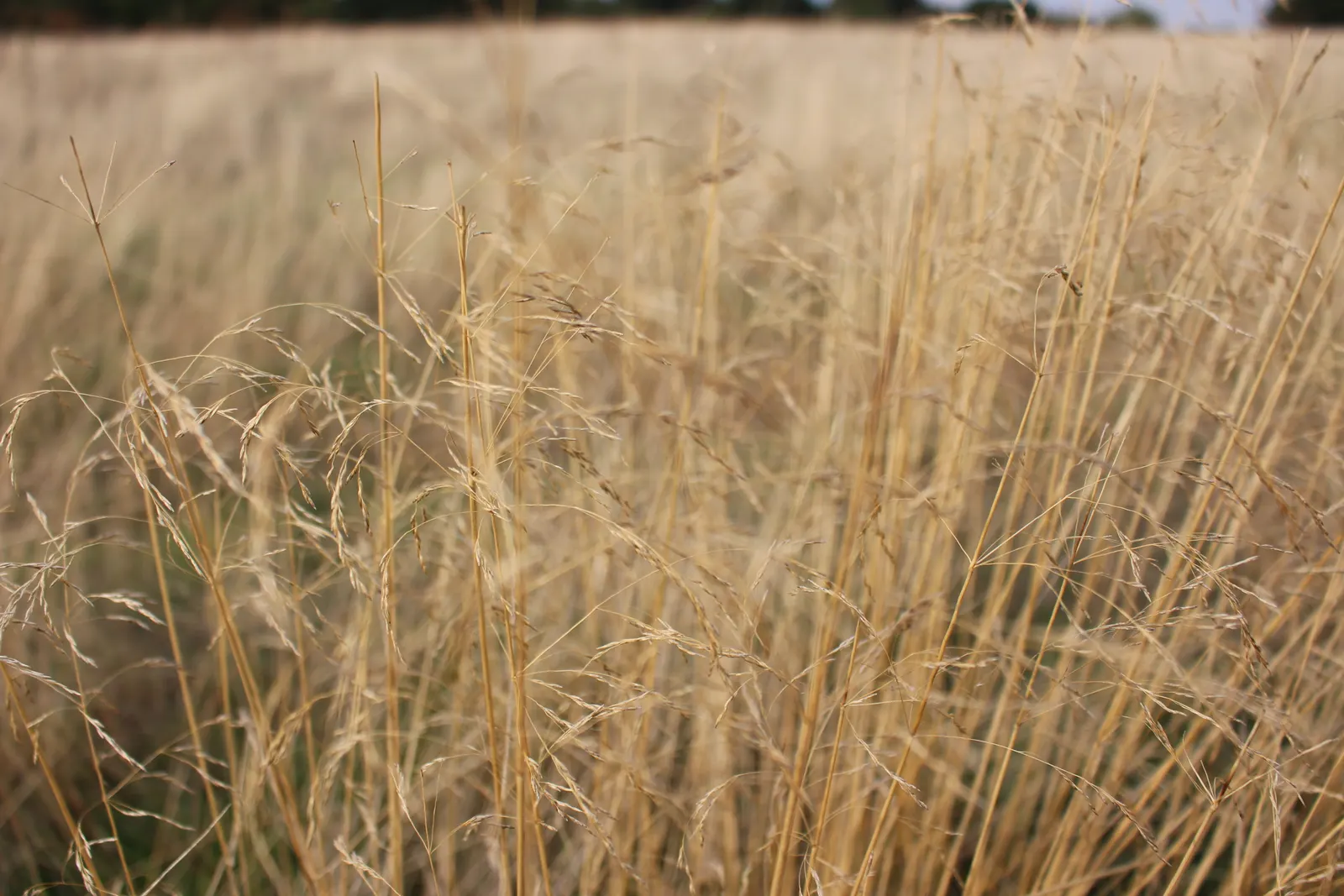 Creeping Red Fescue, Red Fescue (Festuca Rubra) — although it flourishes best in well-drained soils; valued for its shade tolerance and low maintenance