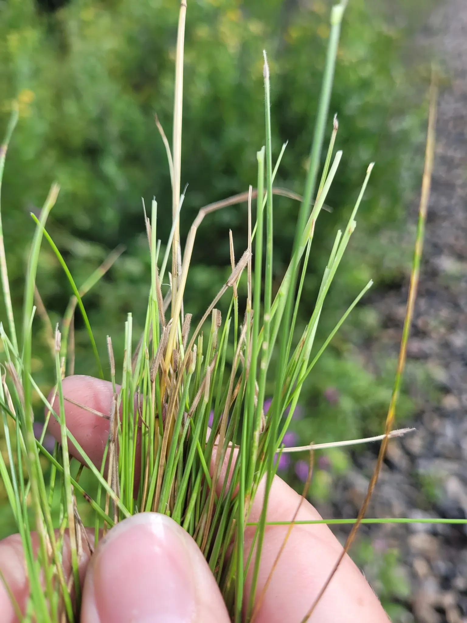 Creeping Red Fescue, Red Fescue (Festuca Rubra) — It establishes dense, deep root systems, thriving in well-drained soils; typically around 0.1, image 41
