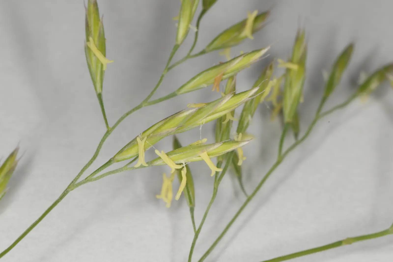 Creeping Red Fescue, Red Fescue (Festuca Rubra) — is an adaptable and versatile cool-season grass