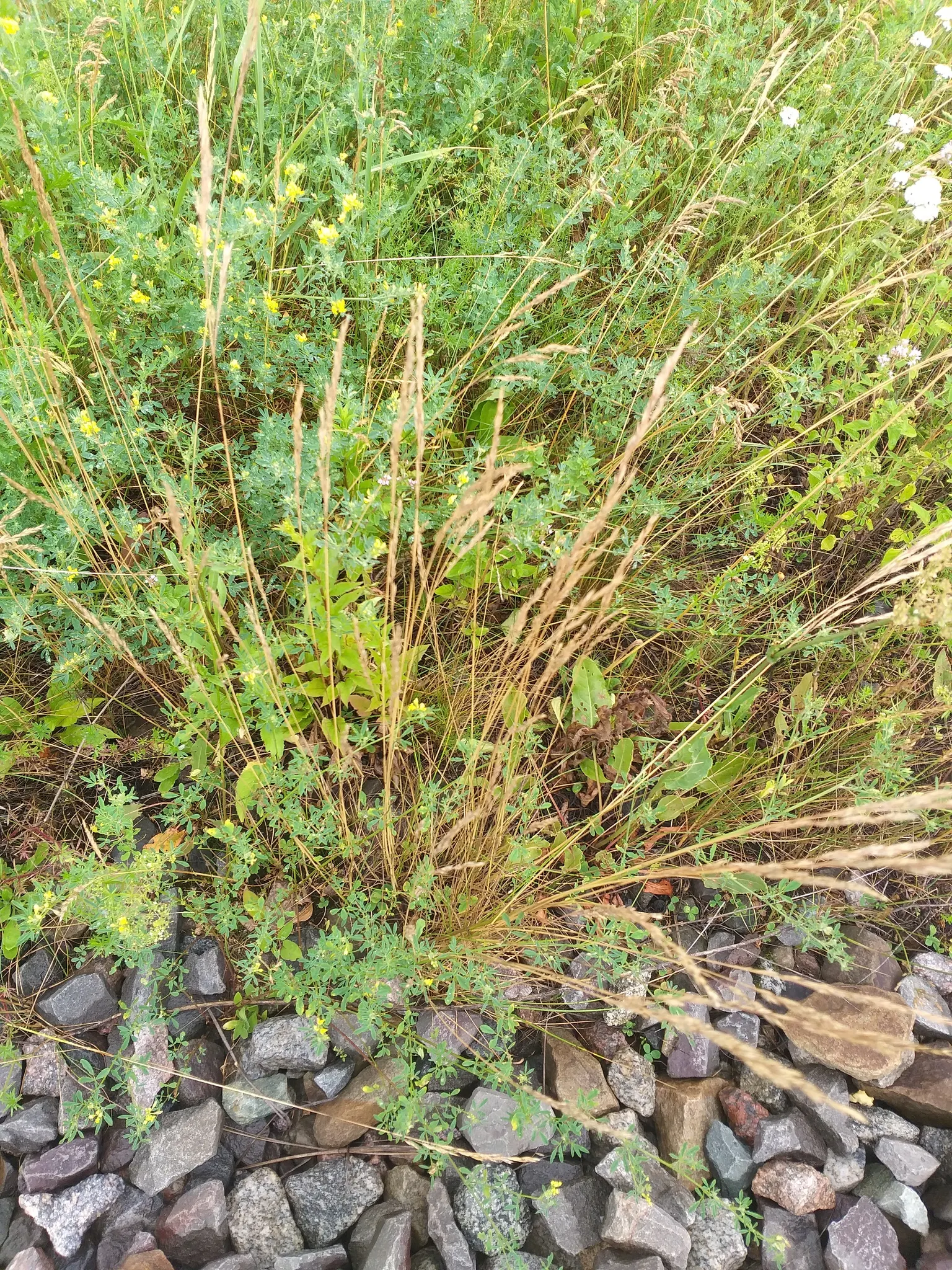 Creeping Red Fescue, Red Fescue (Festuca Rubra) — It establishes dense, deep root systems, thriving in well-drained soils; typically around 0.1, image 60