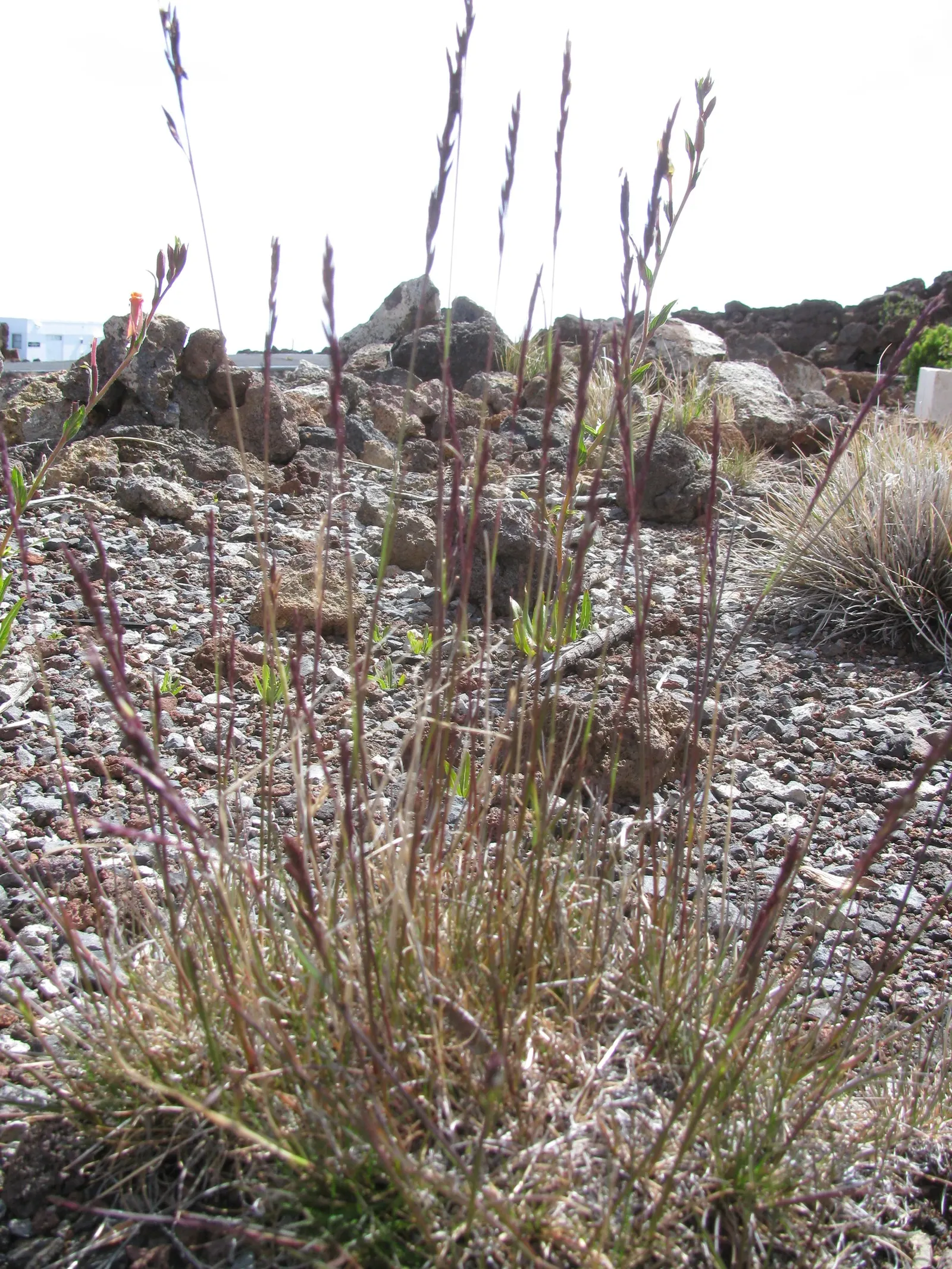 Creeping Red Fescue, Red Fescue (Festuca Rubra) — Its rich green color and hardiness suit ornamental lawns and erosion control