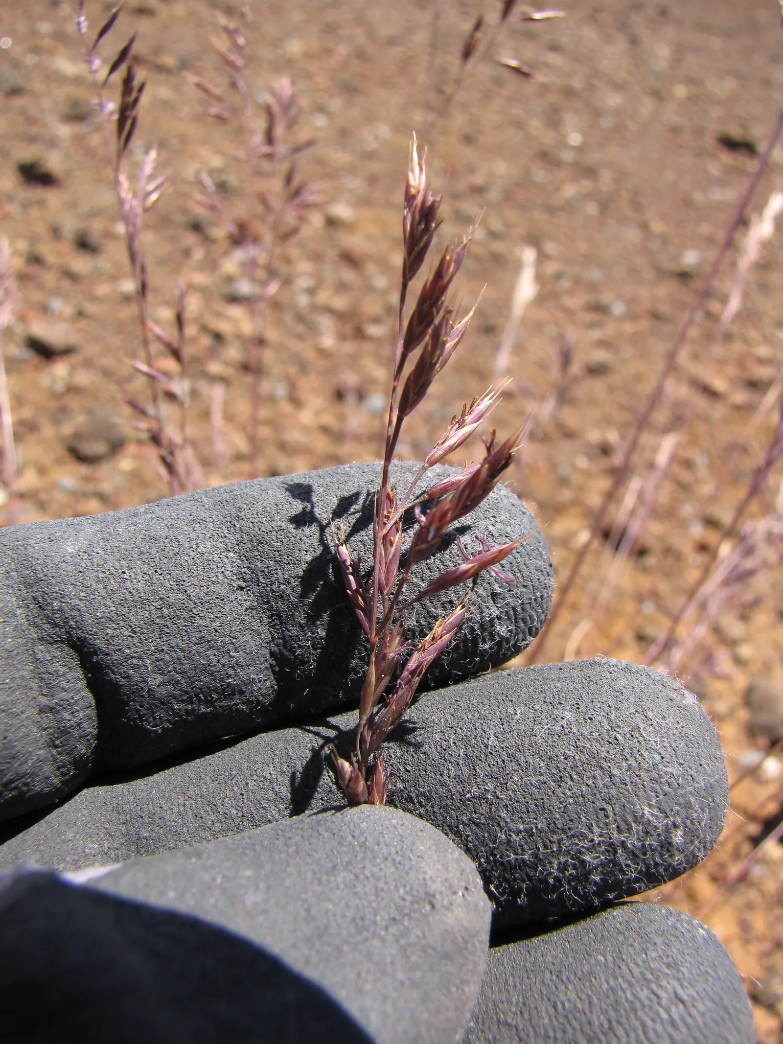 Creeping Red Fescue, Red Fescue (Festuca Rubra) — scientifically known as Festuca rubra; is an adaptable and versatile cool-season grass