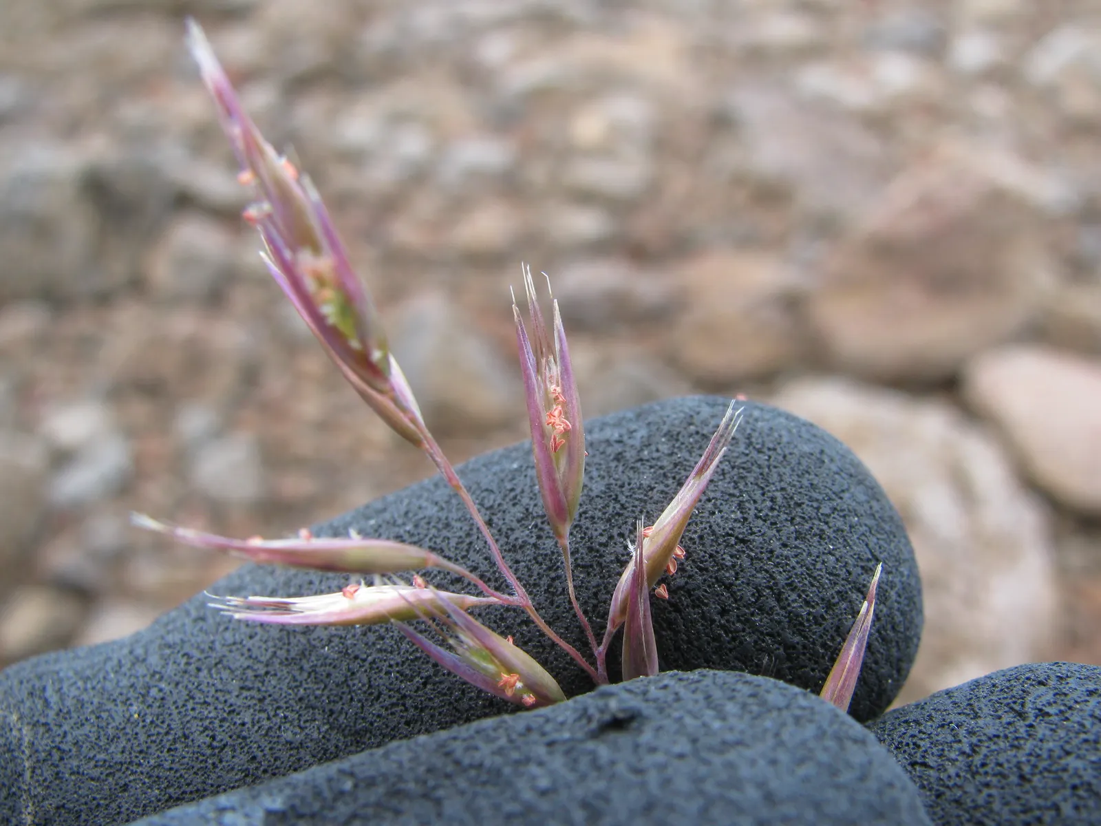 Creeping Red Fescue, Red Fescue (Festuca Rubra) — It prefers full sun to partial shade and is commendably drought-tolerant once established