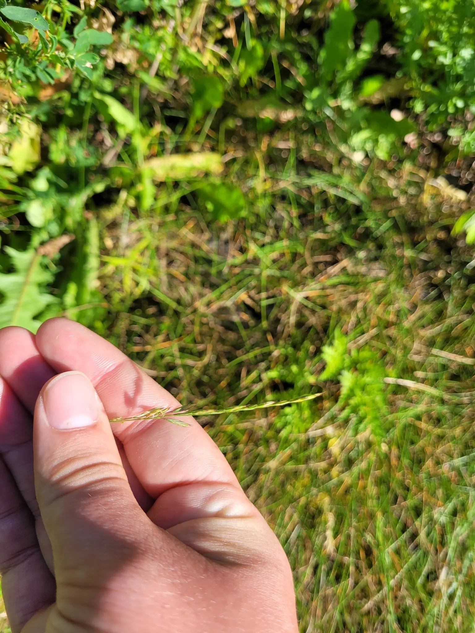 Creeping Red Fescue, Red Fescue (Festuca Rubra) — showcasing its resilience in colder climates; grass / ground cover for full or half or shade