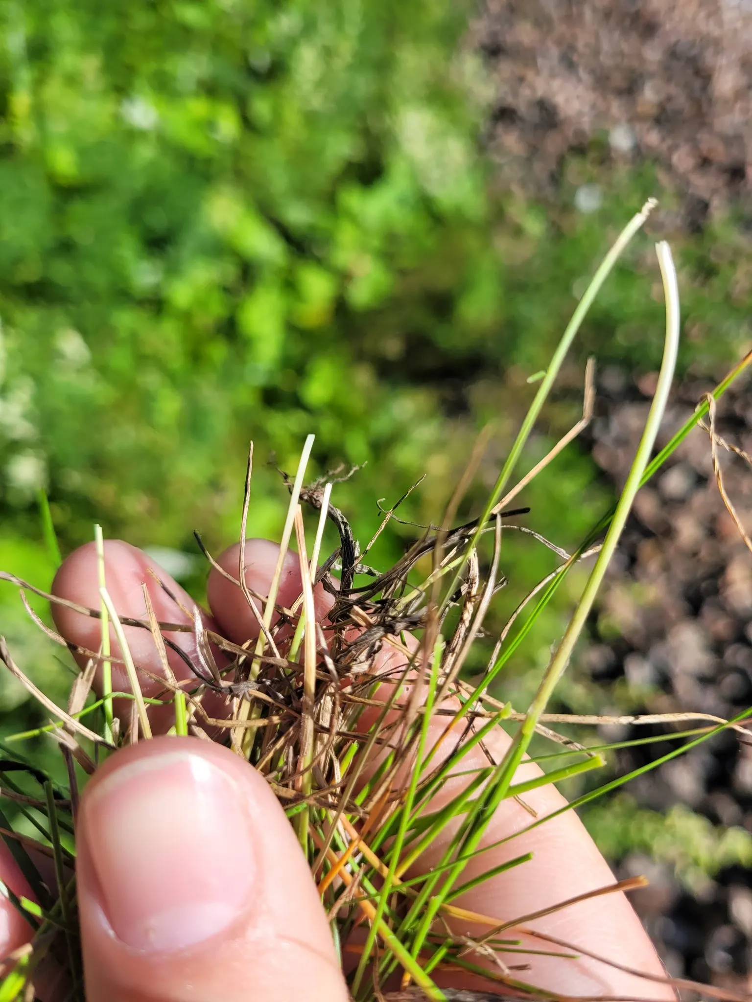 Creeping Red Fescue, Red Fescue (Festuca Rubra) — is an adaptable and versatile cool-season grass; it prefers full sun to partial shade and is, image 46