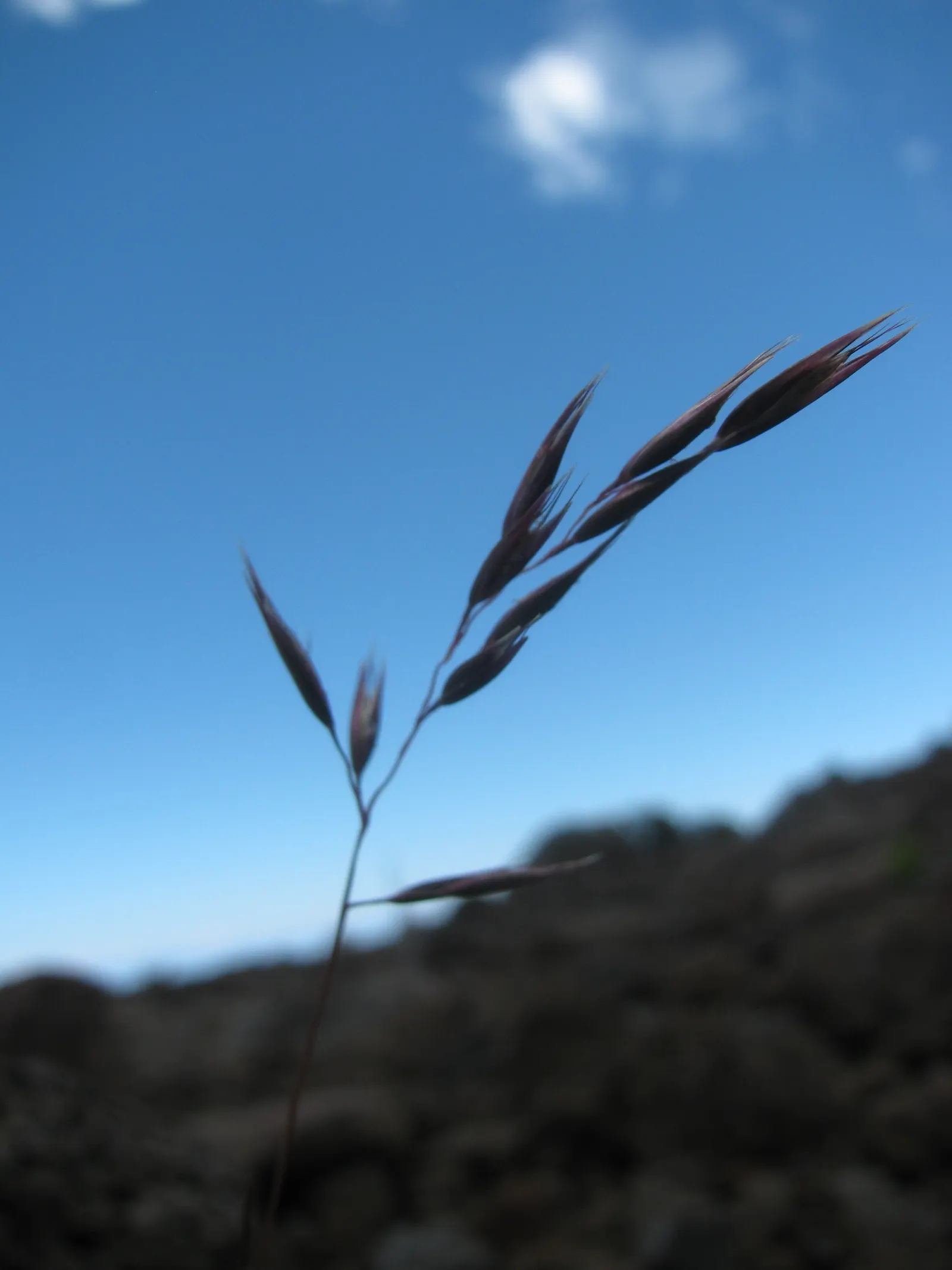 Creeping Red Fescue, Red Fescue (Festuca Rubra) — It establishes dense, deep root systems, thriving in well-drained soils; typically around 0.1 inches wide