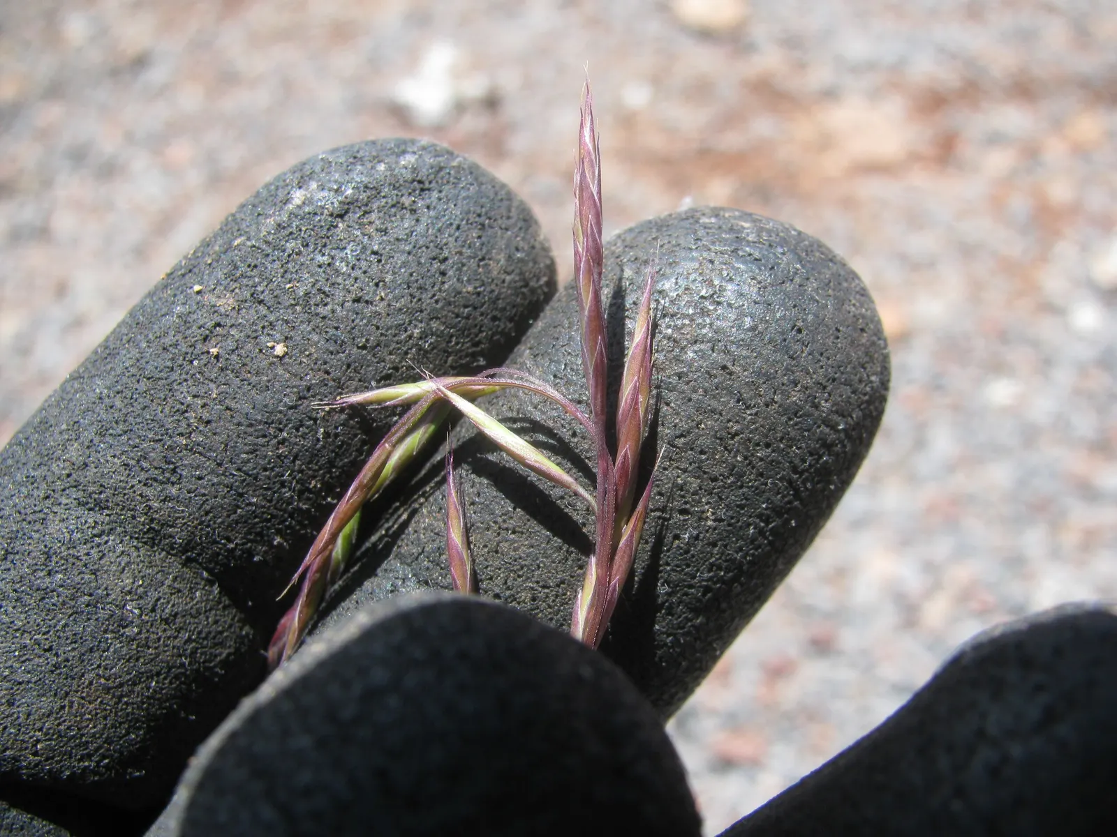 Creeping Red Fescue, Red Fescue (Festuca Rubra) — This grass variety is known for its creeping rhizomes