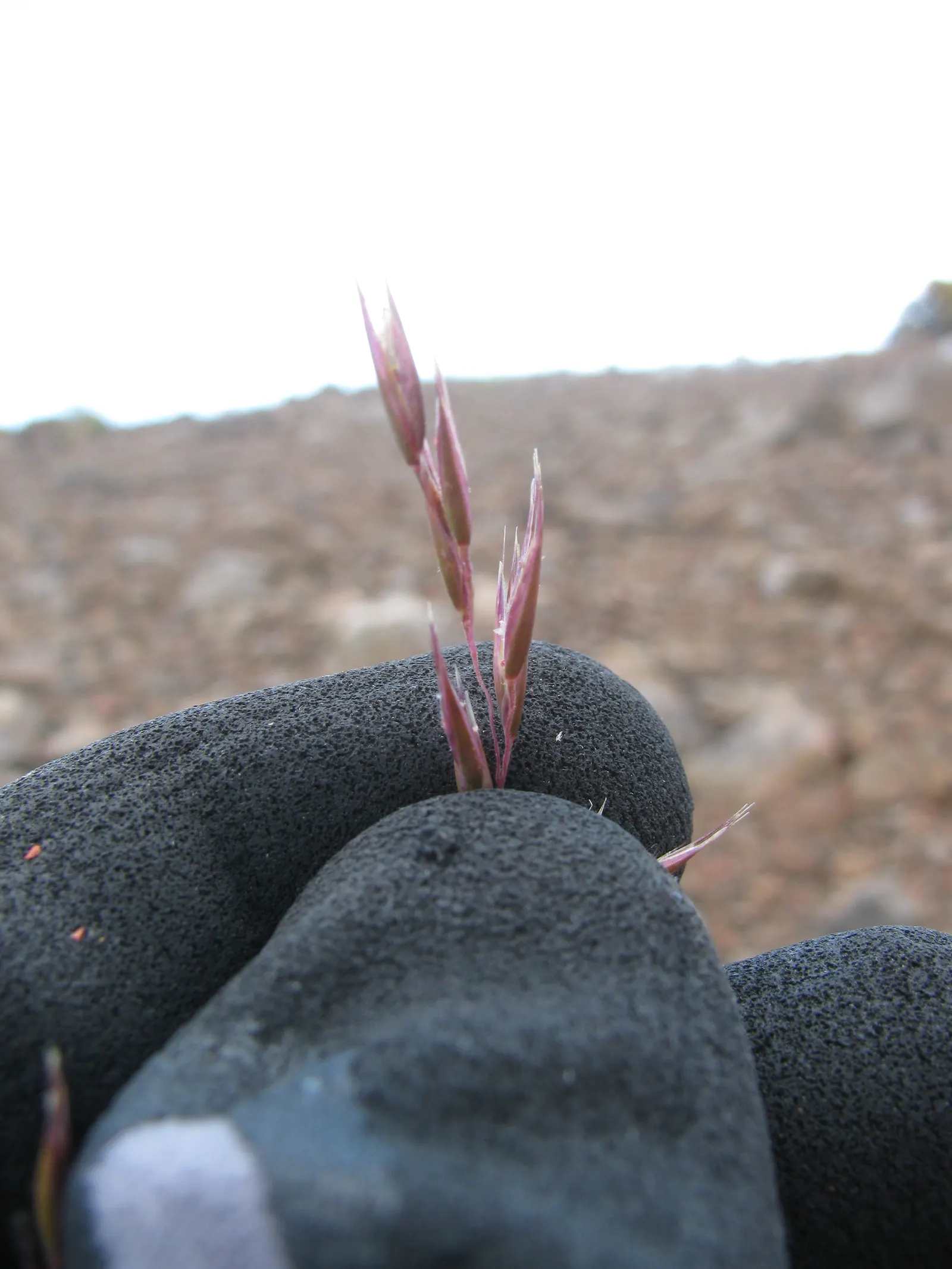 Creeping Red Fescue, Red Fescue (Festuca Rubra) — valued for its shade tolerance and low maintenance