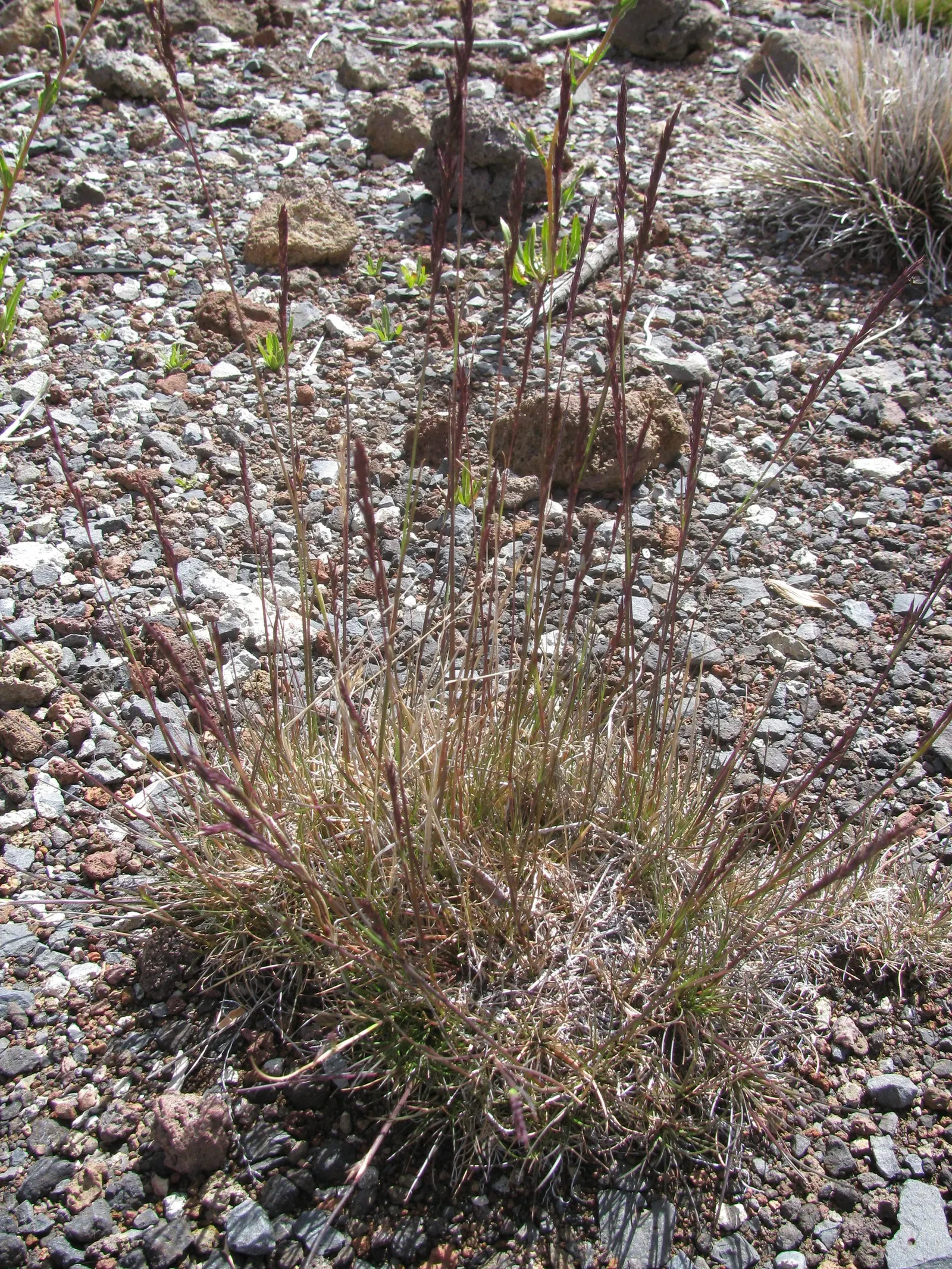 Creeping Red Fescue, Red Fescue (Festuca Rubra) — valued for its shade tolerance and low maintenance; this grass variety is known for its creeping, image 40