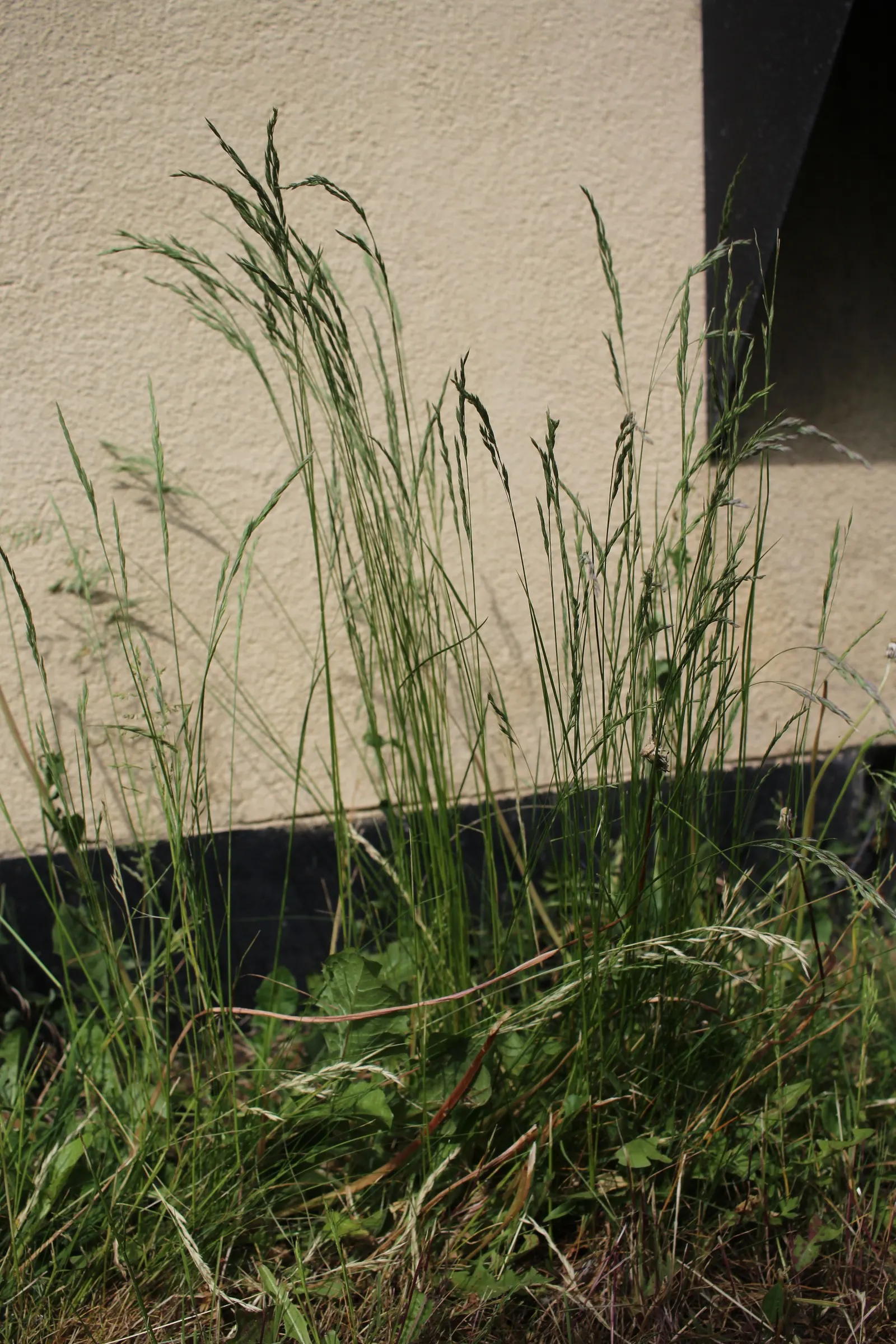 Creeping Red Fescue, Red Fescue (Festuca Rubra) — making it an excellent choice for a range of landscaping designs