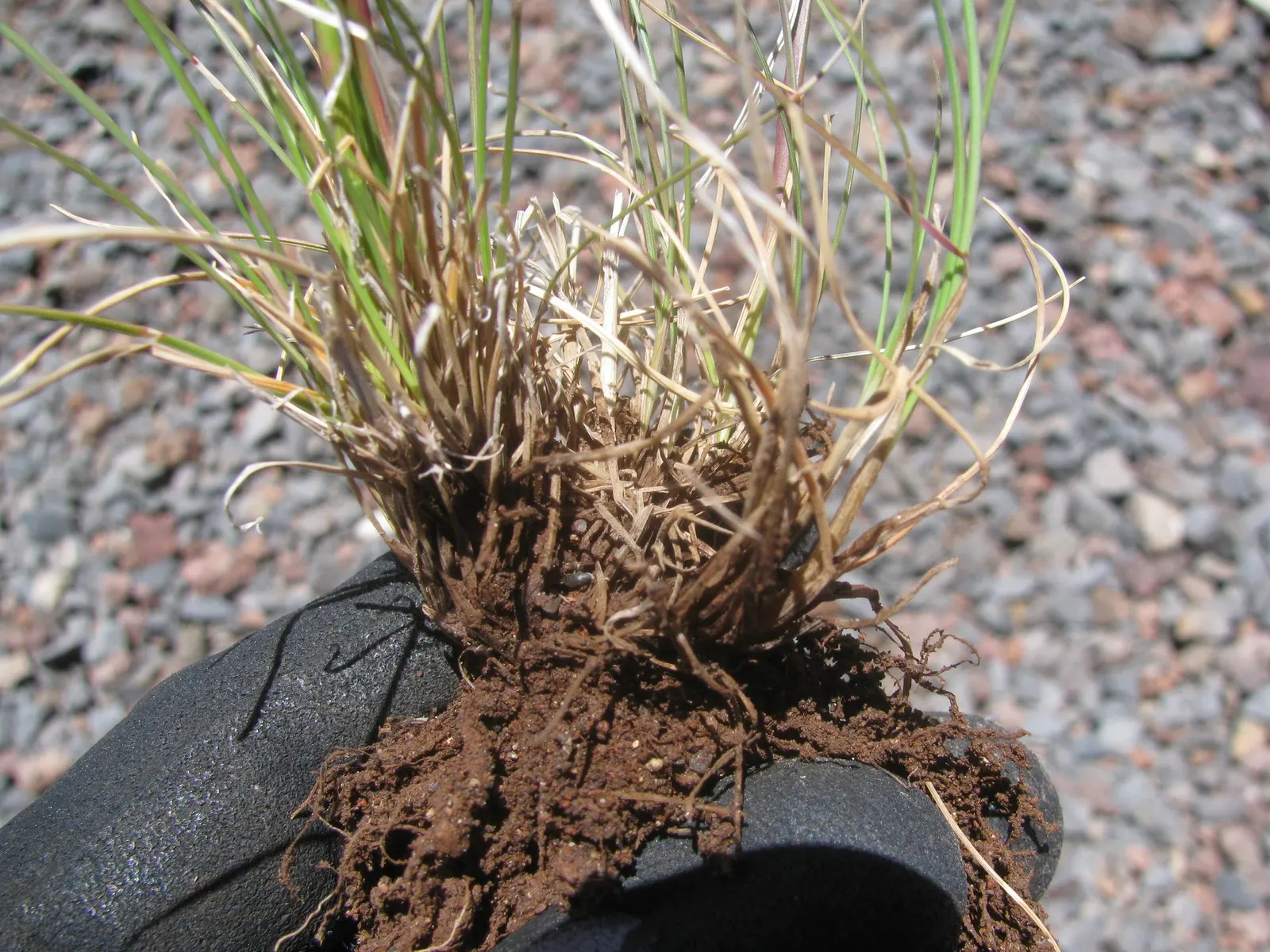 Creeping Red Fescue, Red Fescue (Festuca Rubra) — highly esteemed for its fine texture and deep green color; it establishes dense, deep root, image 66