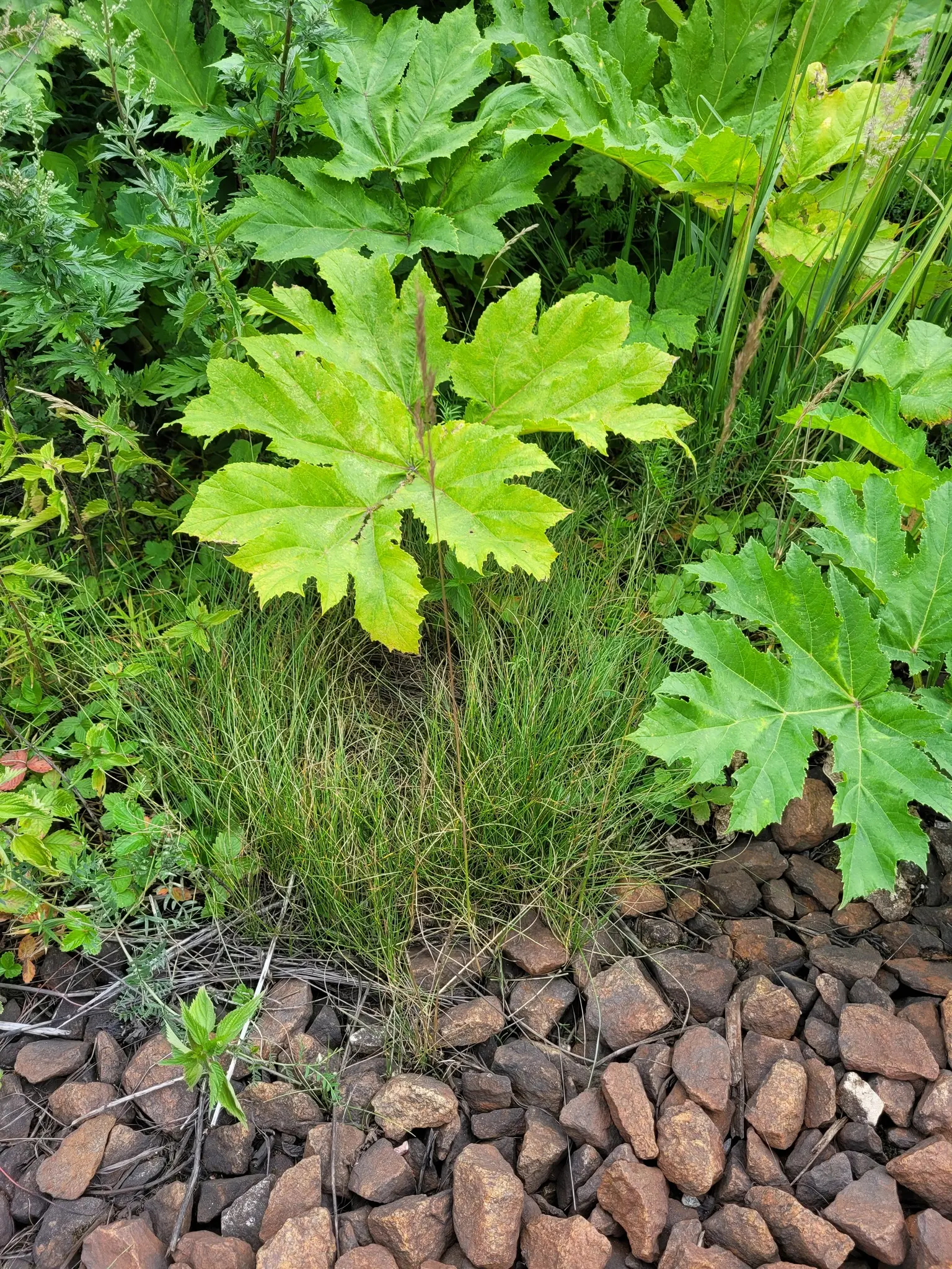 Creeping Red Fescue, Red Fescue (Festuca Rubra) — This grass variety is known for its creeping rhizomes; although it flourishes best in, image 49