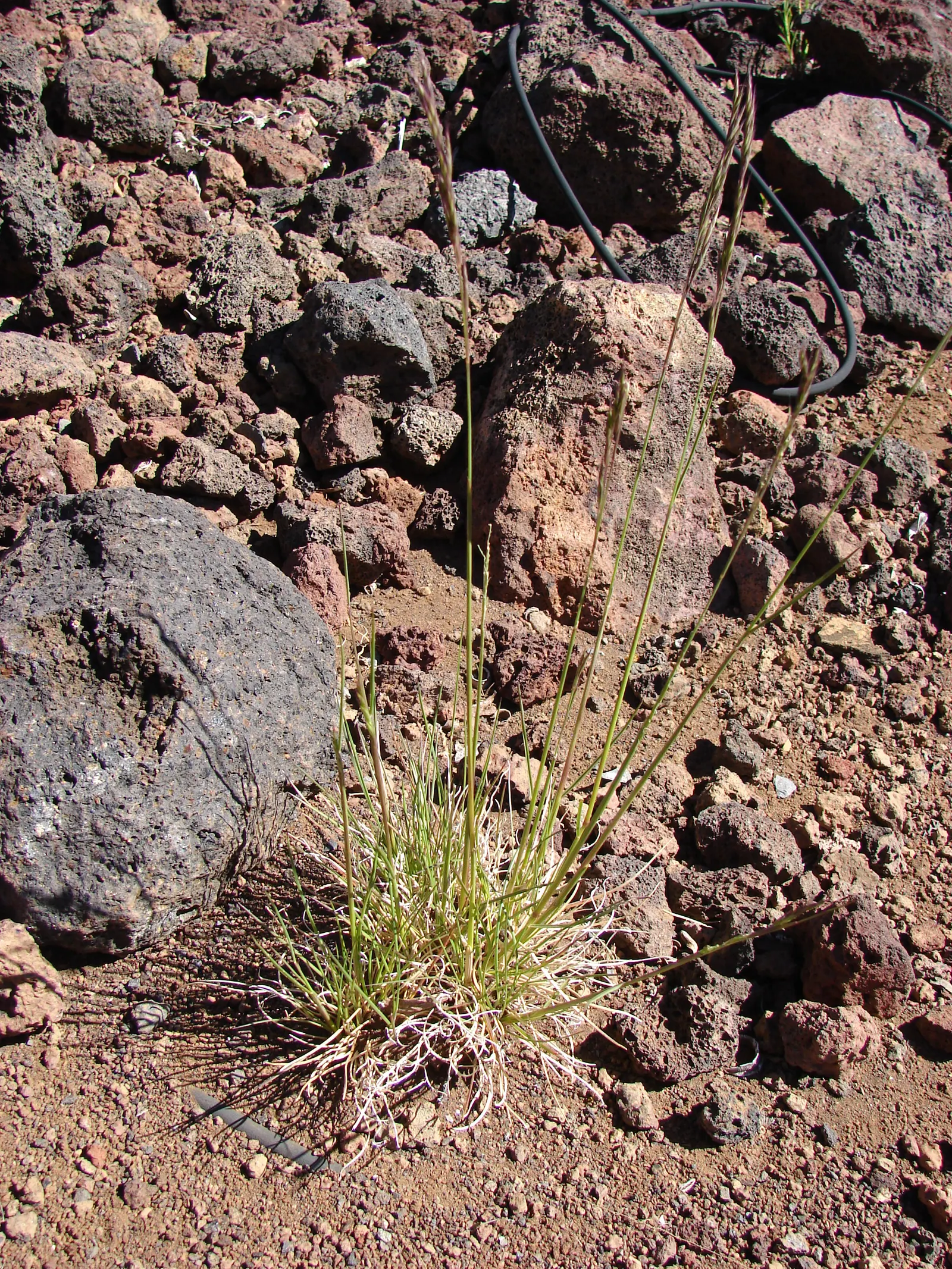 Creeping Red Fescue, Red Fescue (Festuca Rubra) — Ideal for temperate regions, it tolerates light foot traffic and partial sunlight