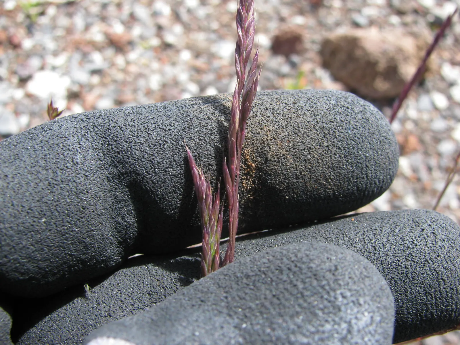Creeping Red Fescue, Red Fescue (Festuca Rubra) — It prefers full sun to partial shade and is commendably drought-tolerant once established; scientifically
