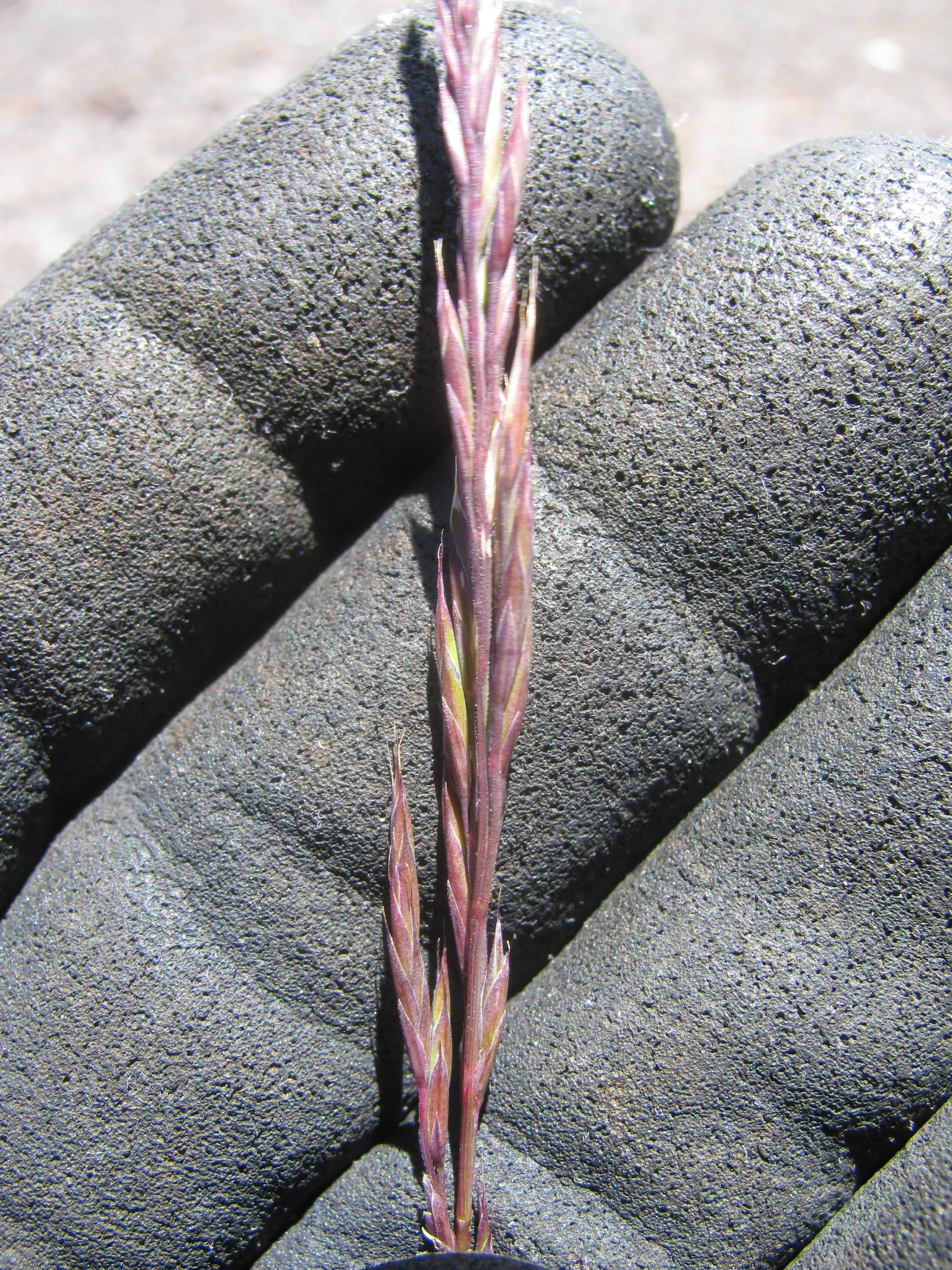 Creeping Red Fescue, Red Fescue (Festuca Rubra) — This grass prefers a height of 1.5 to 2.5 inches, with a clumping growth habit; ideal for, image 42