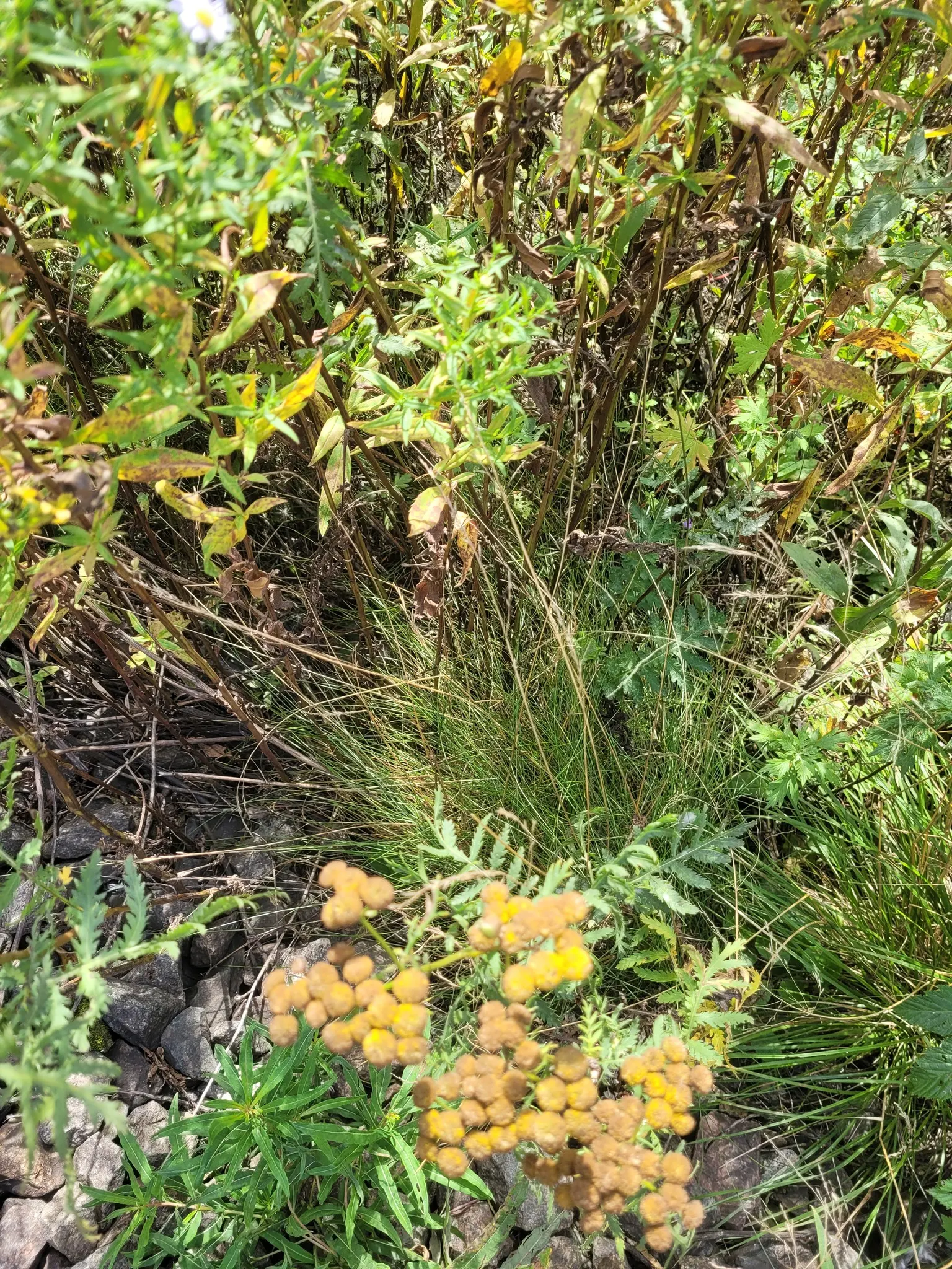 Creeping Red Fescue, Red Fescue (Festuca Rubra) — typically around 0.1 inches wide; highly esteemed for its fine texture and deep green color, image 56