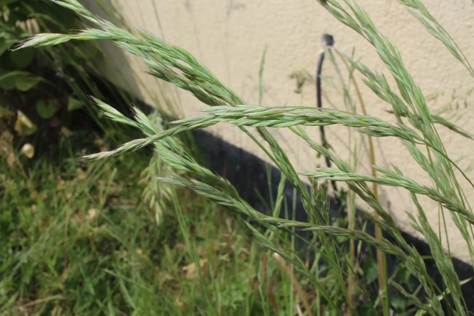 Creeping Red Fescue, Red Fescue (Festuca Rubra) — scientifically known as Festuca rubra; is an adaptable and versatile cool-season grass, image 64