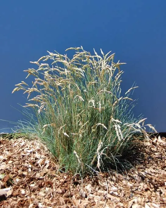 Creeping Red Fescue, Red Fescue (Festuca Rubra) — Ideal for temperate regions, it tolerates light foot traffic and partial sunlight; creeping Red Fescue