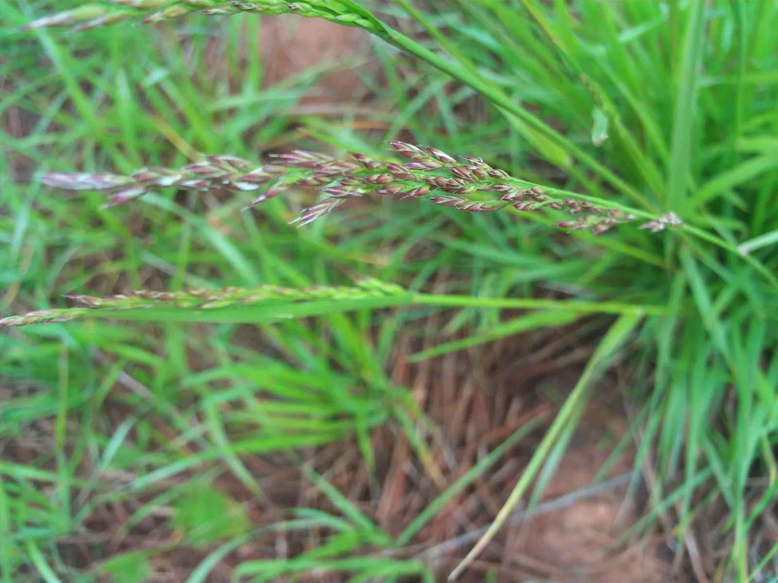 Creeping Red Fescue, Red Fescue (Festuca Rubra) — which enable it to spread moderately and form a dense