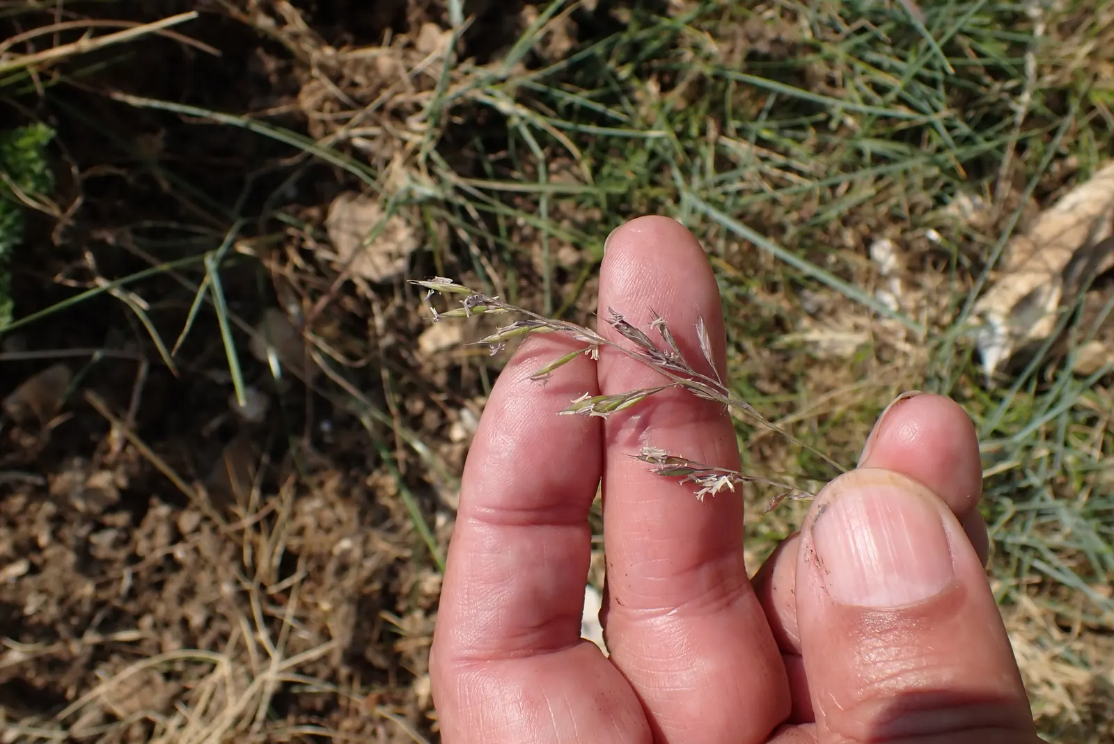Creeping Red Fescue, Red Fescue (Festuca Rubra) — showcasing its resilience in colder climates; grass / ground cover for full or half or shade, image 52