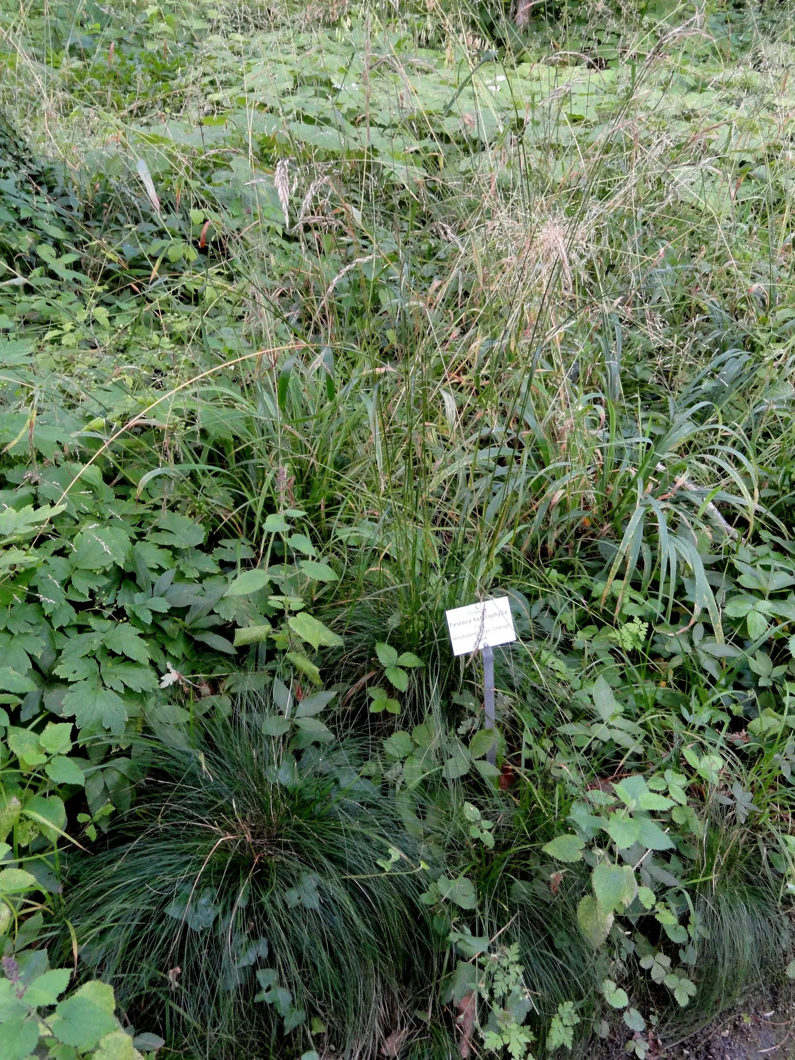 Creeping Red Fescue, Red Fescue (Festuca Rubra) — sustainable turf that can withstand light foot traffic; which enable it to spread moderately and form a dense