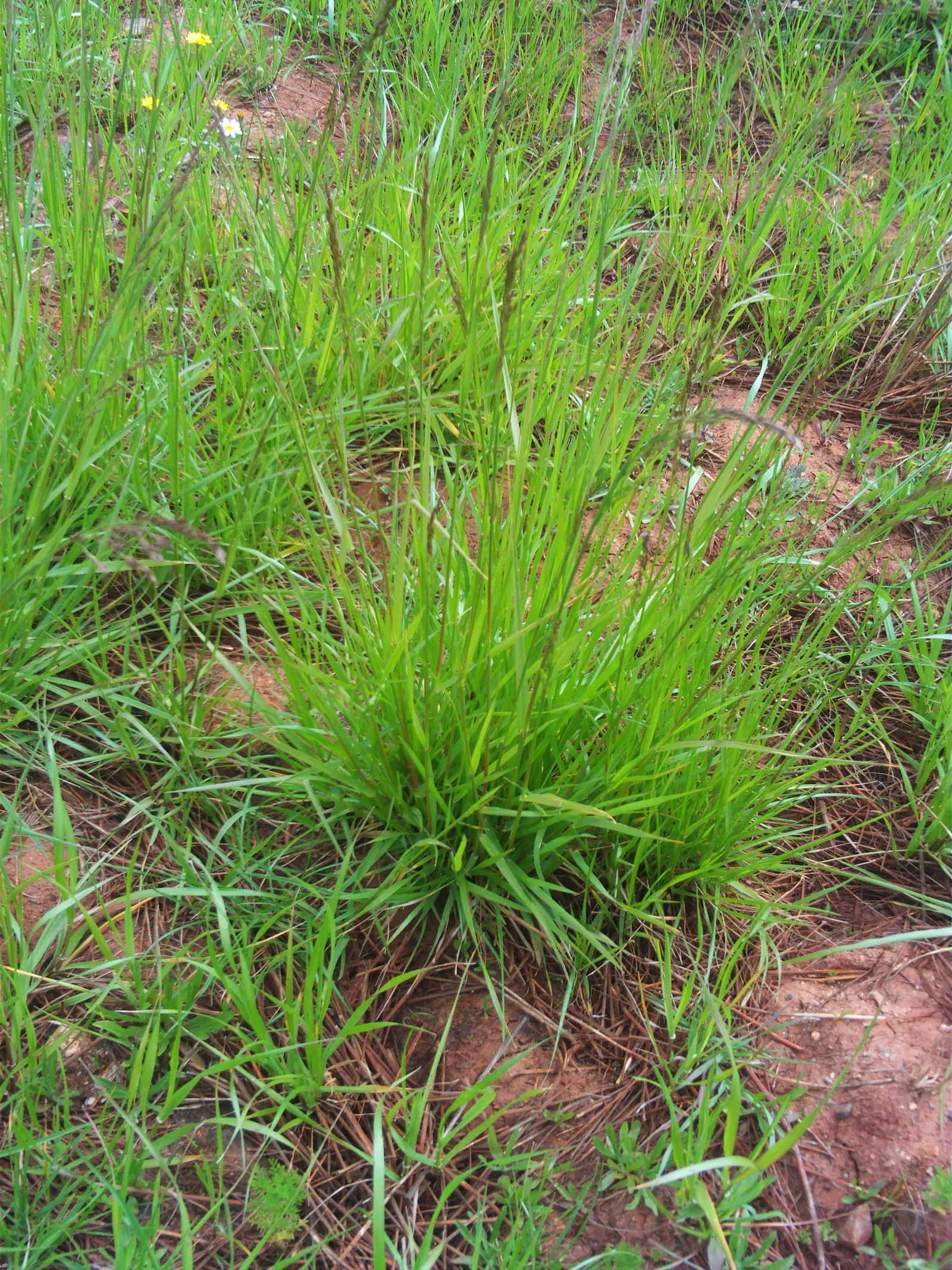 Creeping Red Fescue, Red Fescue (Festuca Rubra) — Festuca rubra has a remarkable ability to adapt to a wide range of soil types