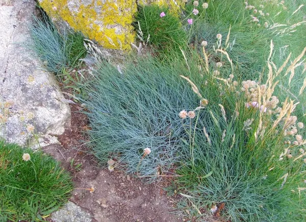 Creeping Red Fescue, Red Fescue (Festuca Rubra) — Its rich green color and hardiness suit ornamental lawns and erosion control; sustainable turf, image 62