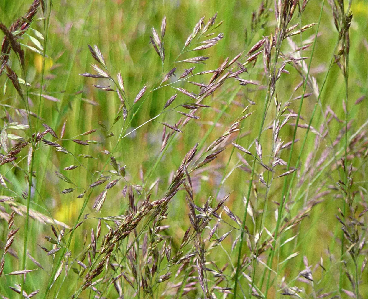 Creeping Red Fescue, Red Fescue (Festuca Rubra) — This grass variety is known for its creeping rhizomes; although it flourishes best in, image 68