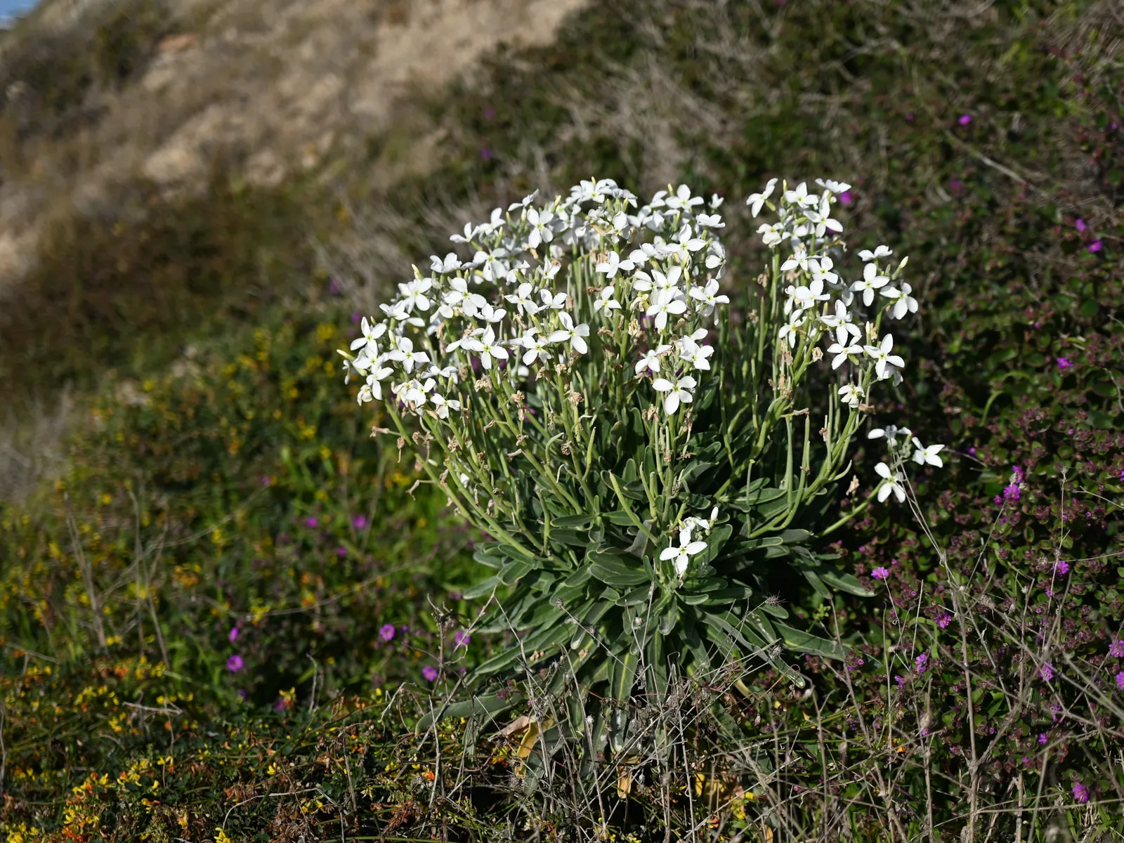 Garden Stock (Matthiola Incana) — annual for full or half; gracing gardens with its presence for several seasons, image 76