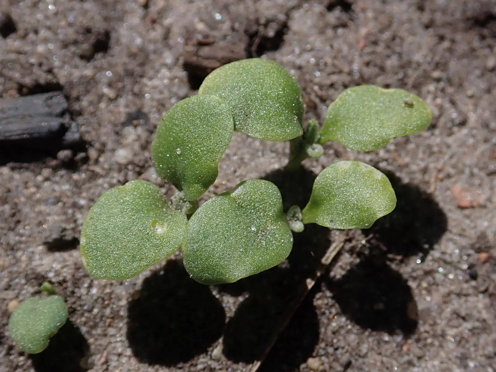 Garden Stock (Matthiola Incana) — gracing gardens with its presence for several seasons