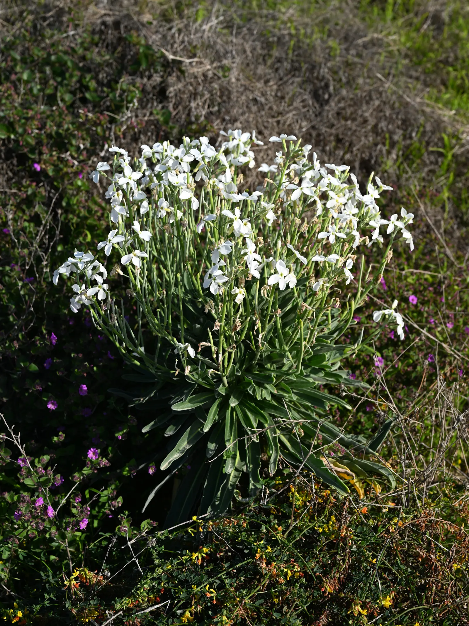 Garden Stock (Matthiola Incana) — Ideal for borders or as a cut flower, it brings an old-fashioned elegance to any garden design; this plant, image 42