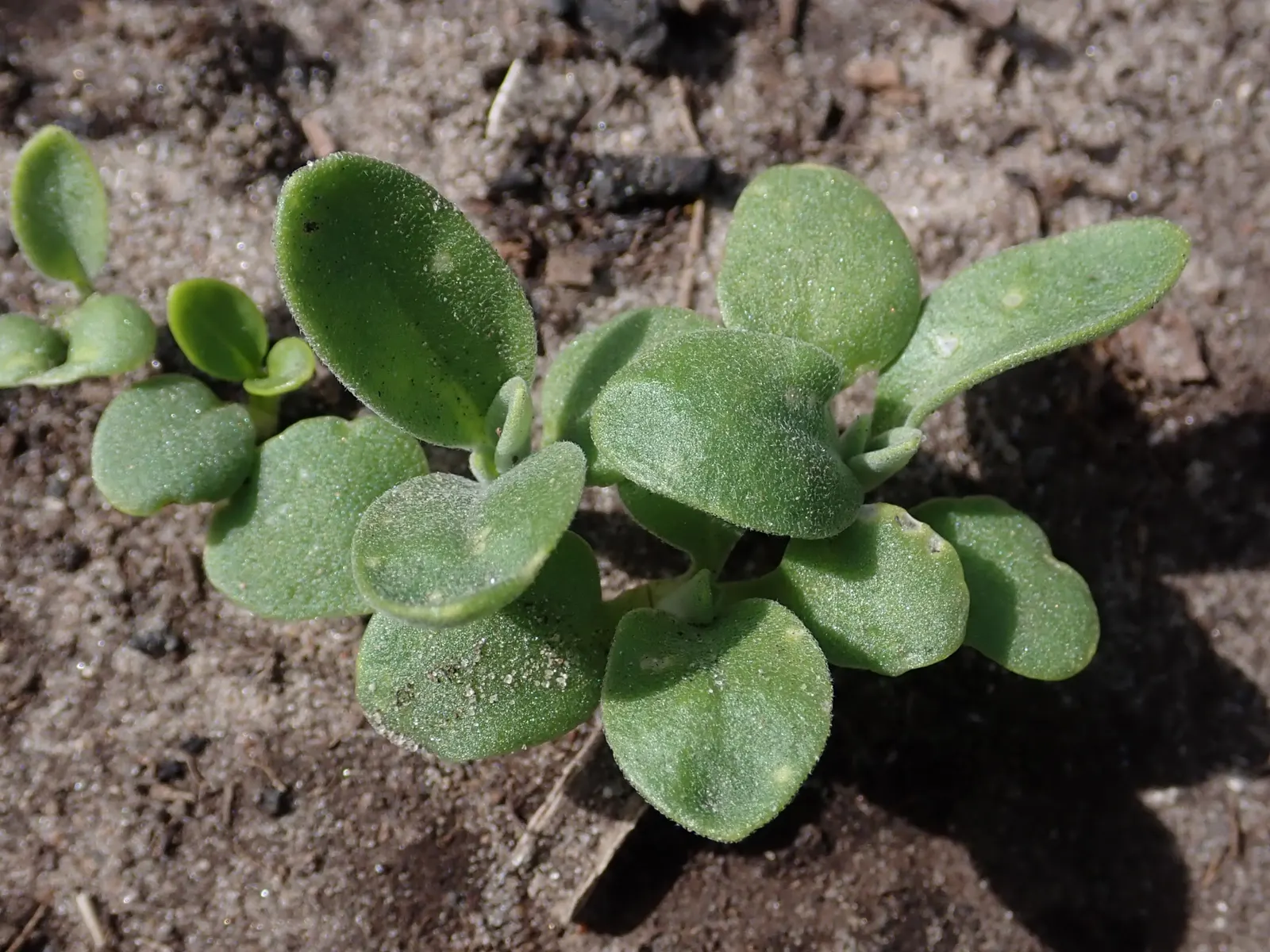 Garden Stock (Matthiola Incana) — where visitors can enjoy its spicy clove-like fragrance; they require full sun to light shade, image 70