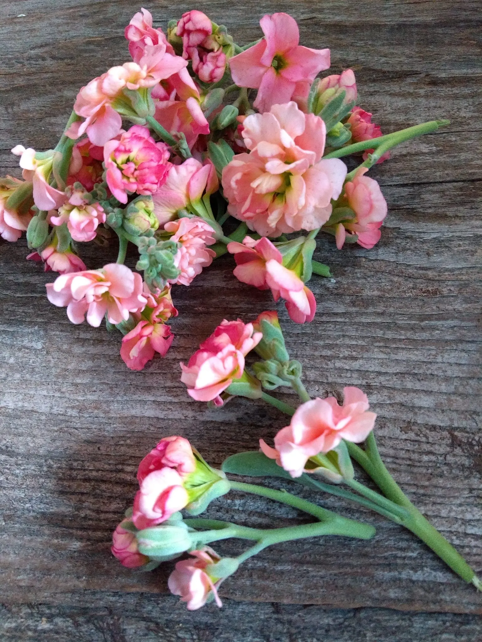 Garden Stock (Matthiola Incana) — Its dense clusters of blossoms, ranging from white to pink and purple, bloom chiefly in spring and summer; annual, image 60