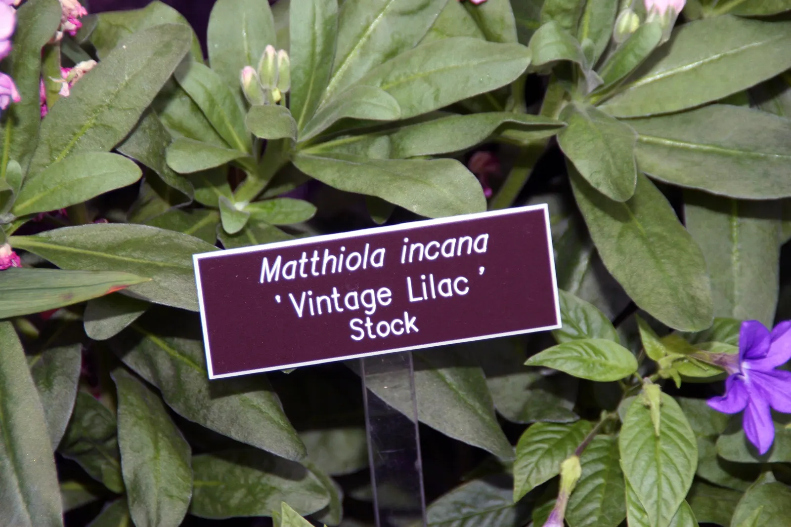 Garden Stock (Matthiola Incana) — Matthiola incana is more likely to behave as a perennial