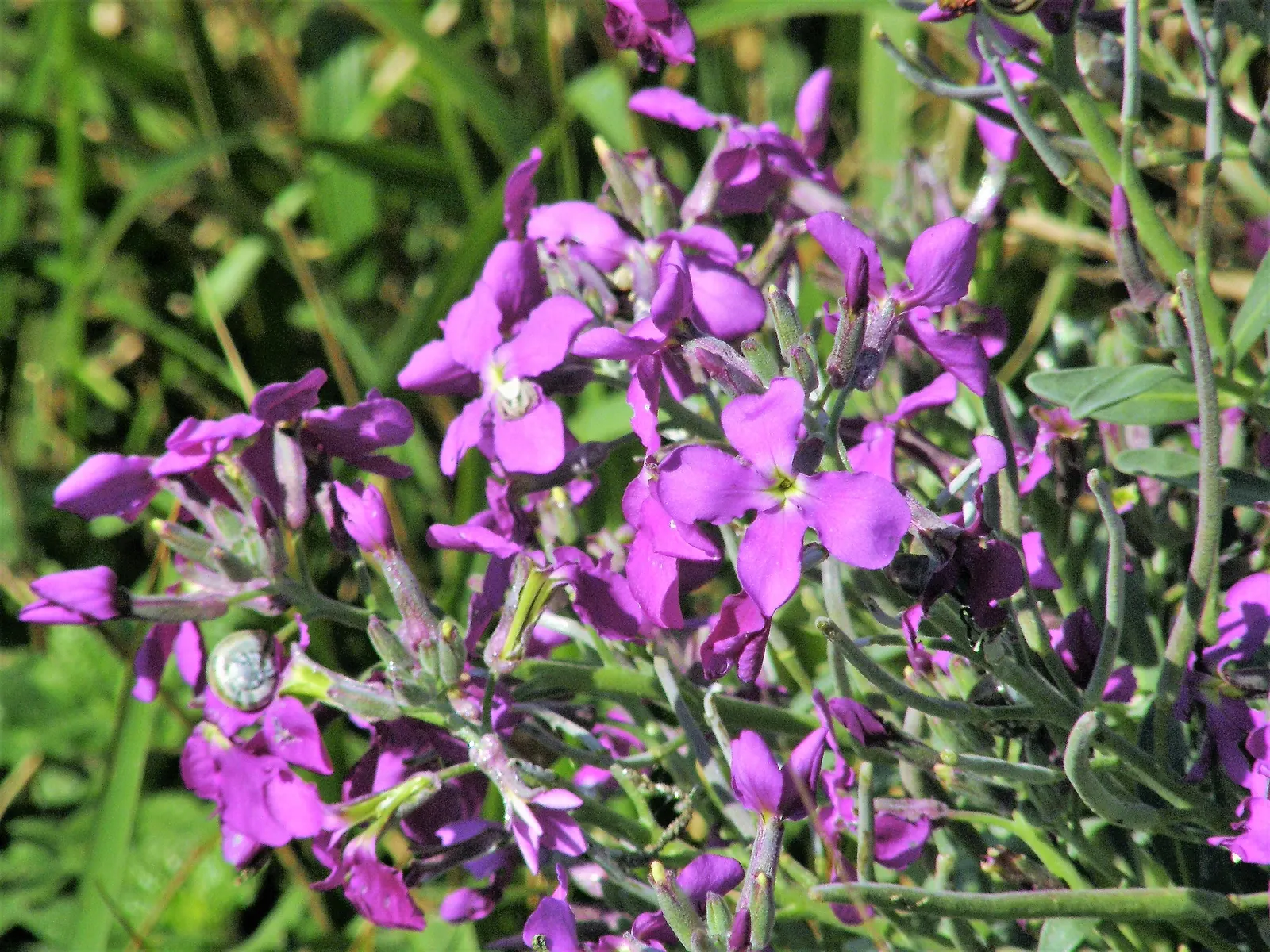Garden Stock (Matthiola Incana) — Its dense clusters of blossoms, ranging from white to pink and purple, bloom chiefly in spring and summer