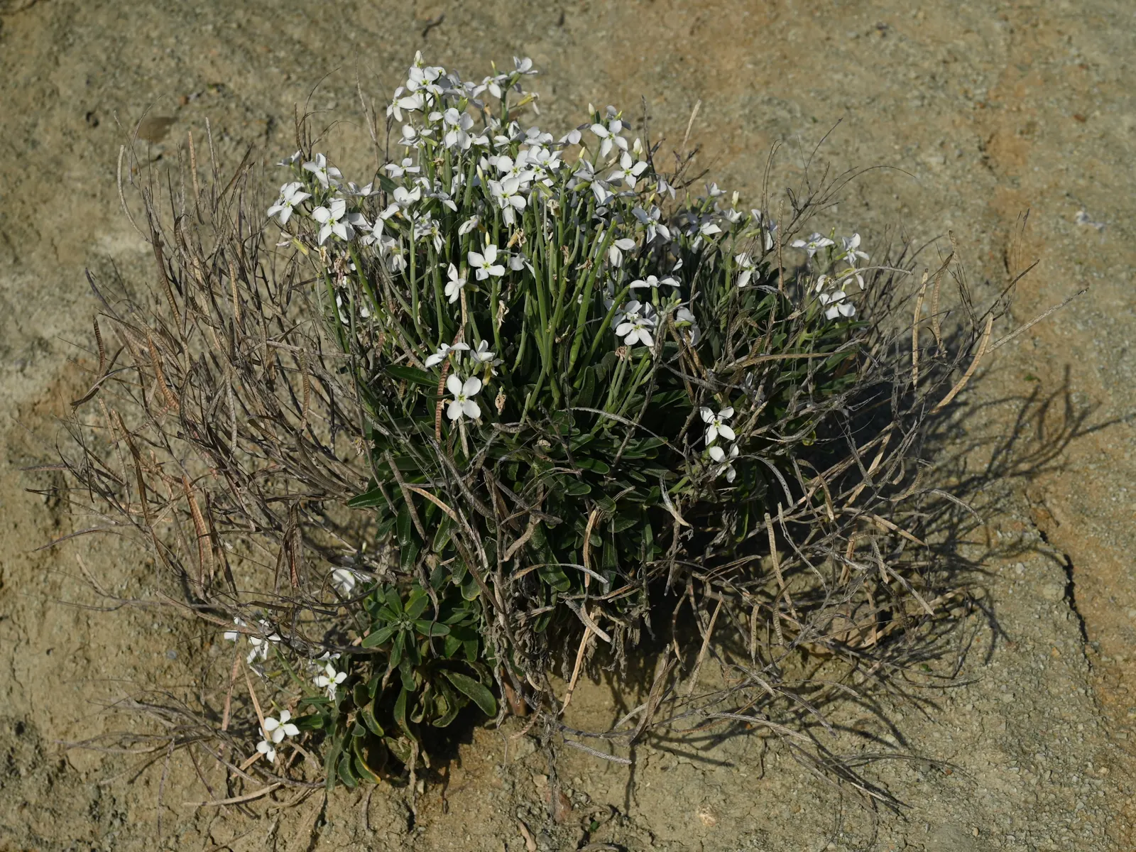 Garden Stock (Matthiola Incana) — which grow in a grayish-green hue; can be up to 4 inches long, image 45