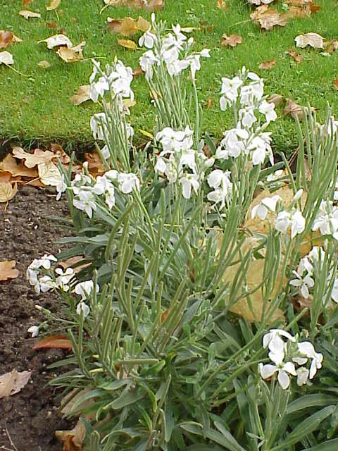 Garden Stock (Matthiola Incana) — Typically reaching 1-2.5 feet in height, it flourishes in well-drained soil and full sun to partial shade; for optimal growth