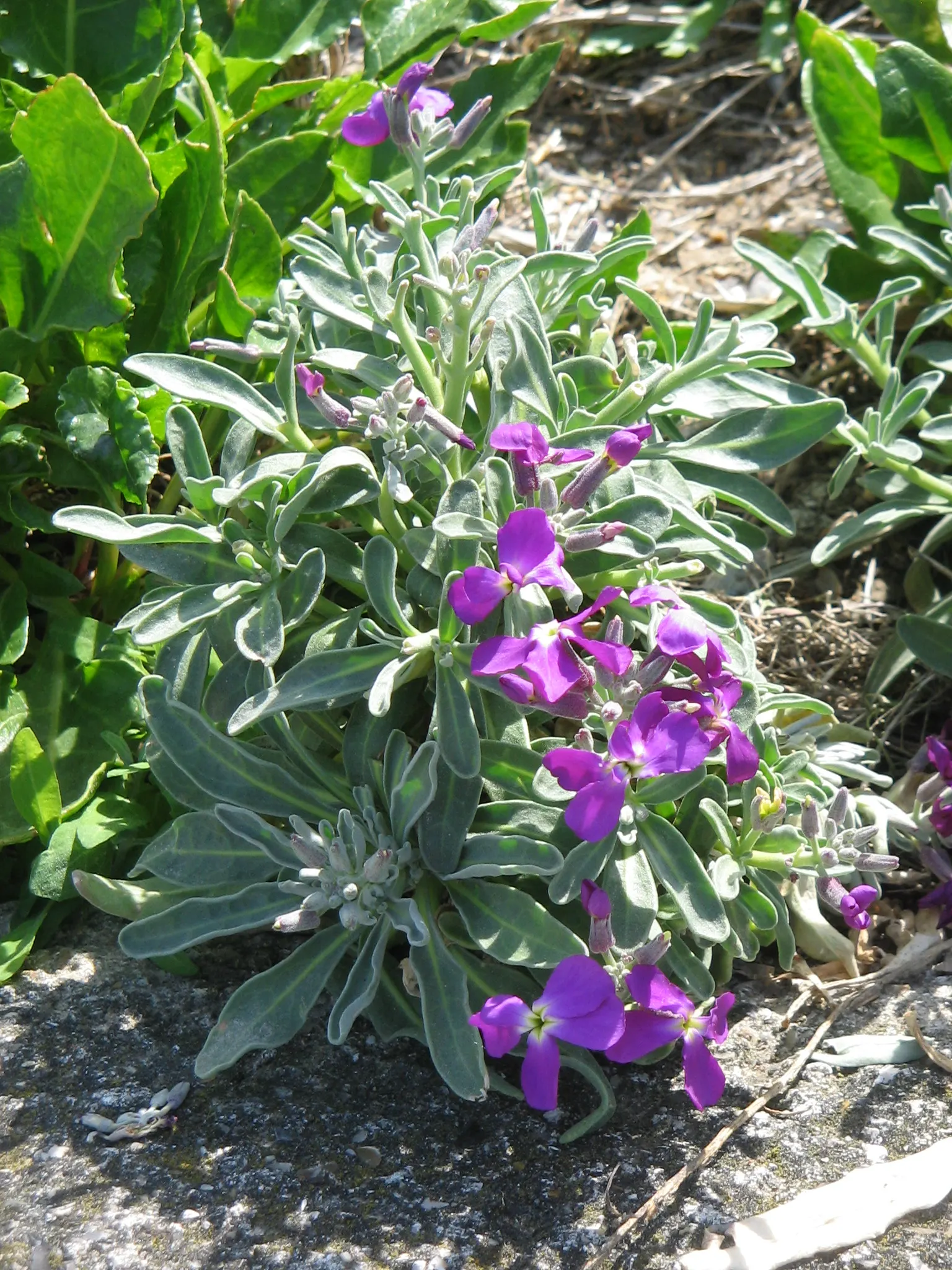 Garden Stock (Matthiola Incana) — they require full sun to light shade; scientifically known as Matthiola incana, image 50